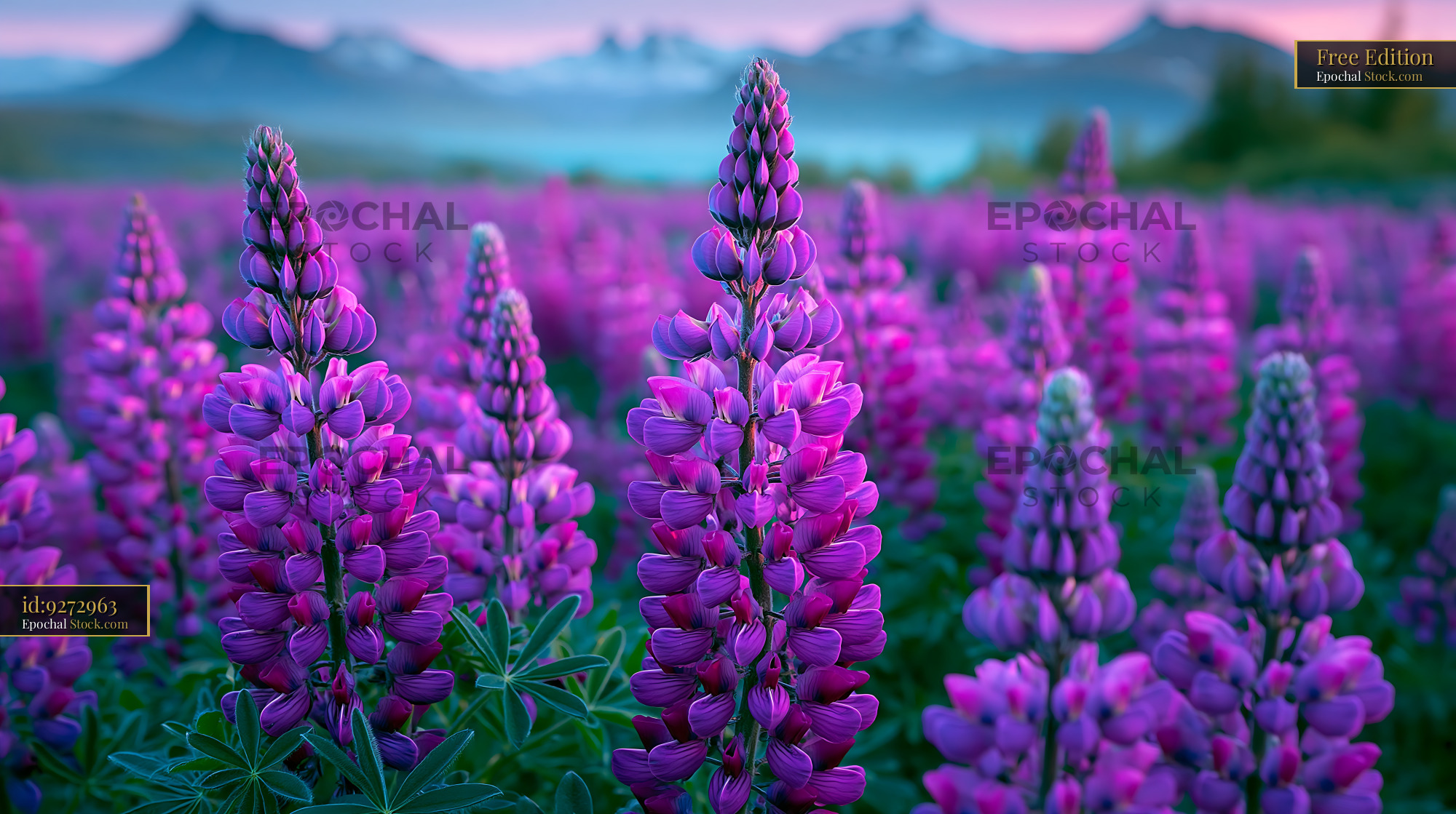 Vibrant lupinus nootkatensis field in front of mountains at dawn - stock photo