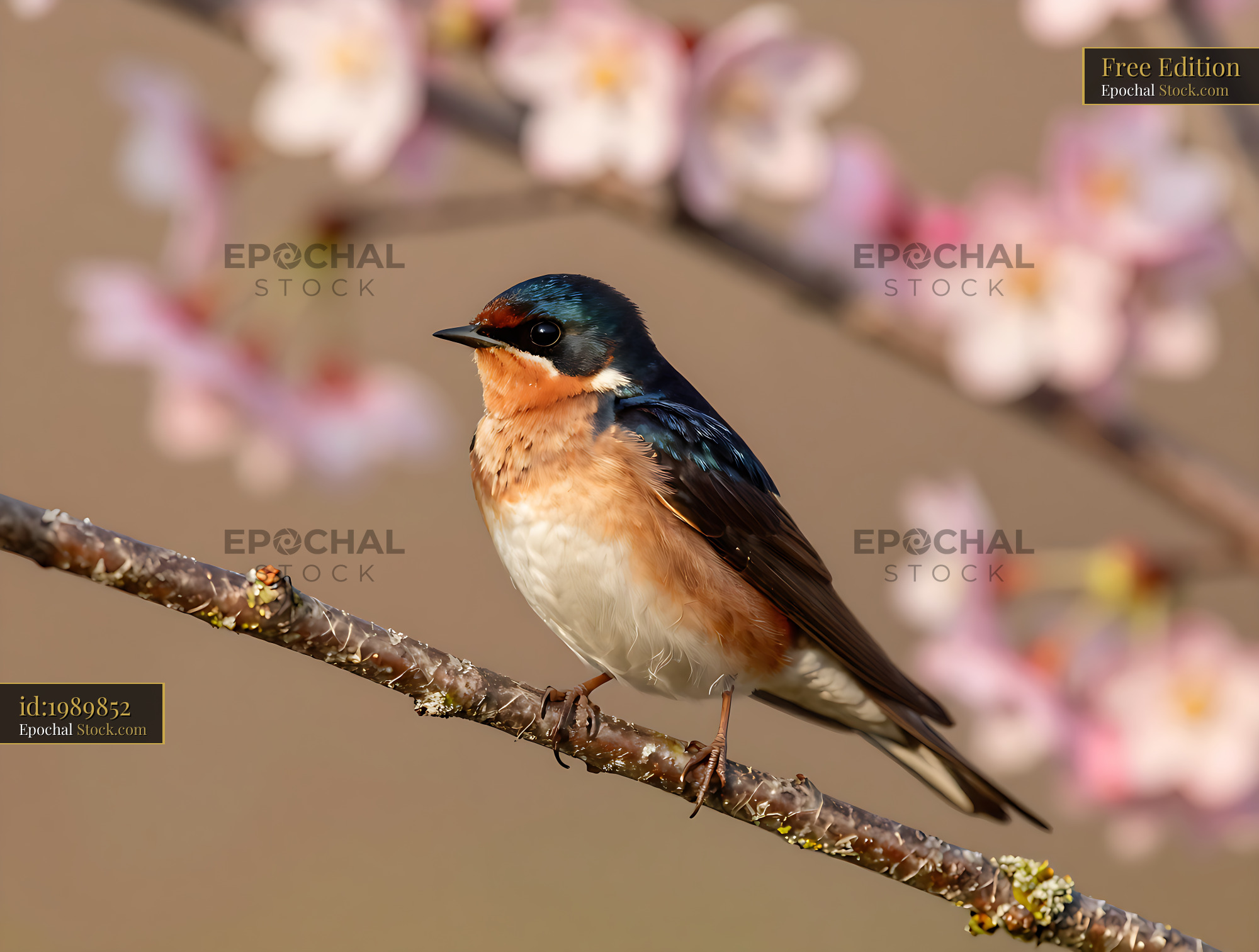 House martin perched on a branch with pink cherry blossoms - stock photo