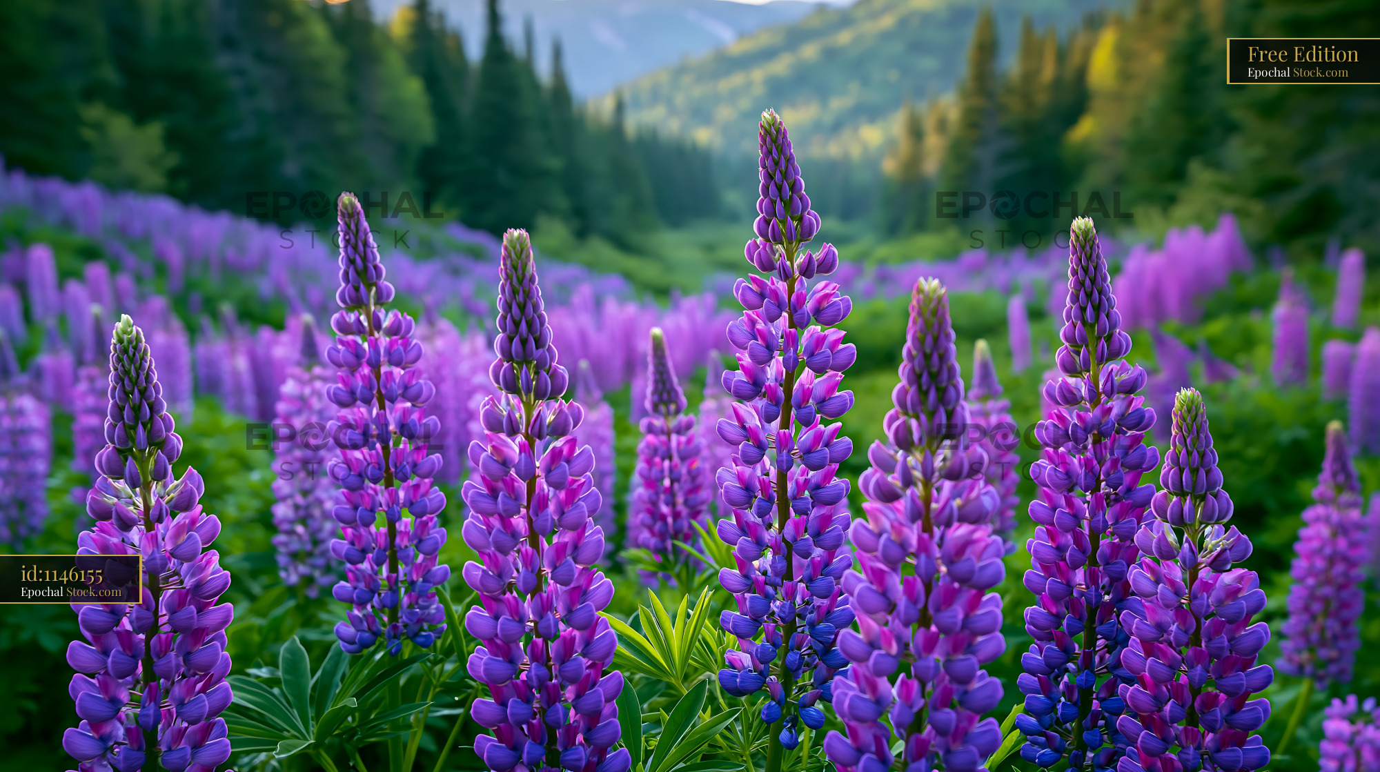 Purple lupine flowers blooming in a mountain valley on the coast - stock photo