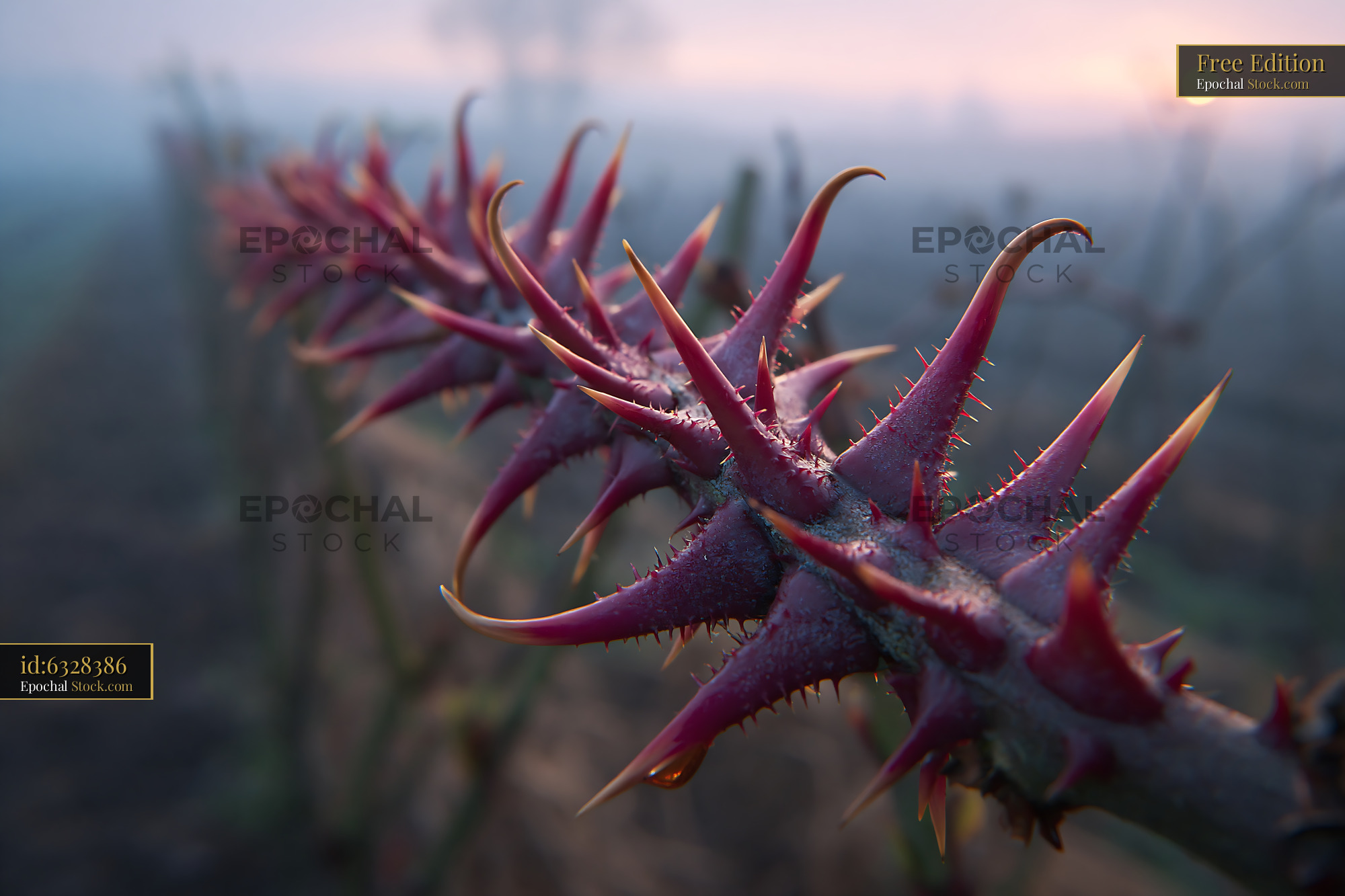 Close up rose thorns on a stem during a misty sunrise