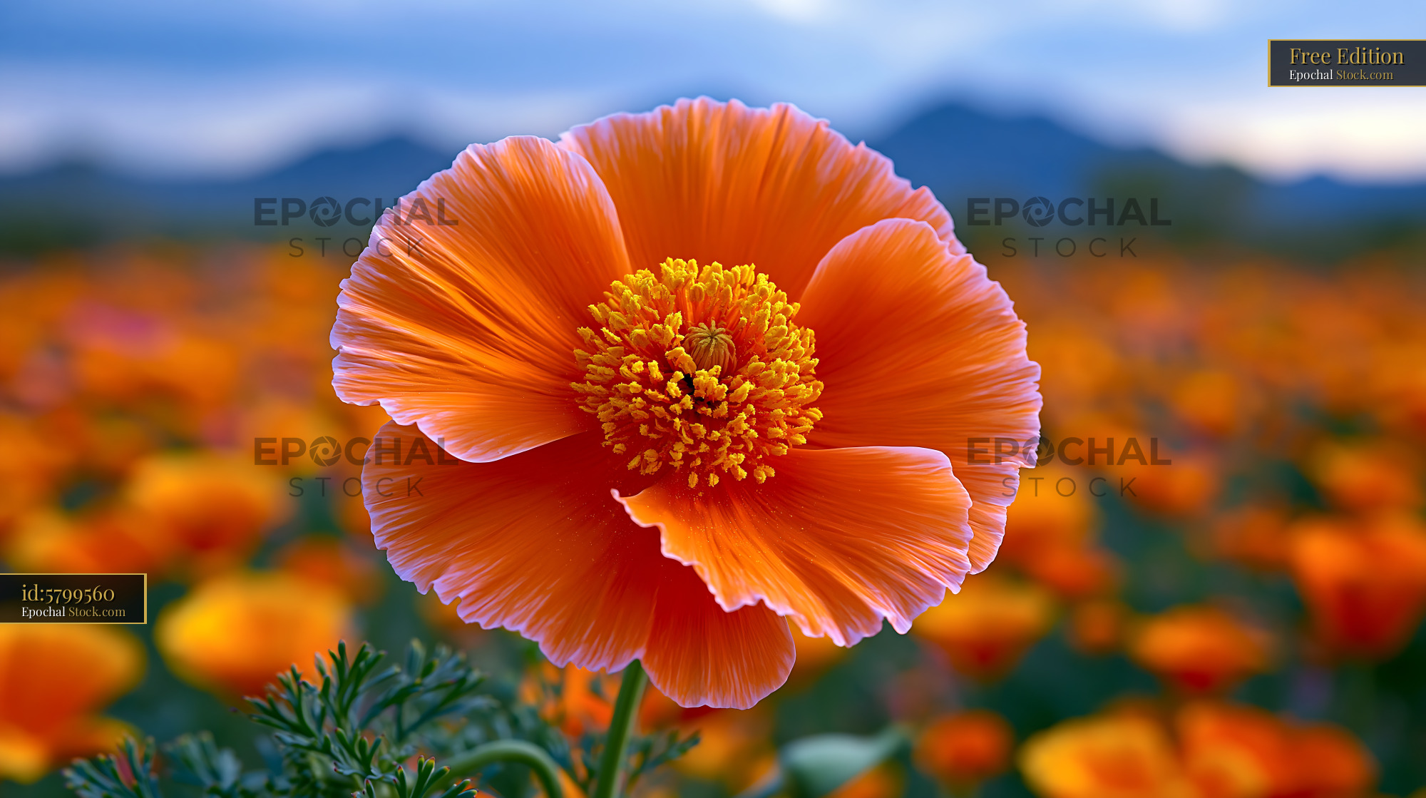 Vibrant orange olympic alpine flower blooming in a mountain meadow - stock photo