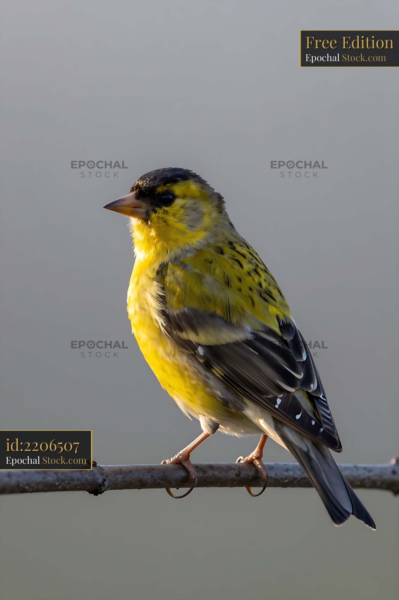 Male goldfinch perched on a branch during golden hour - stock photo
