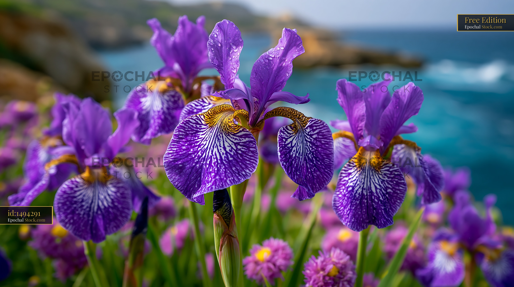 Vibrant purple flowers blooming on the Azores coastline - stock photo