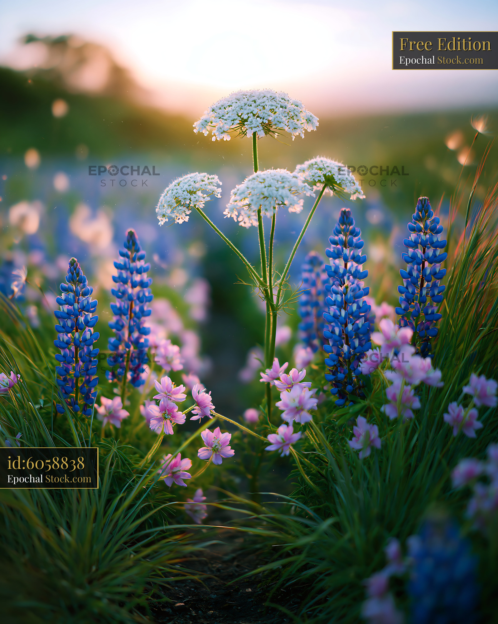Wildflowers blooming in a lush meadow during golden hour - stock photo