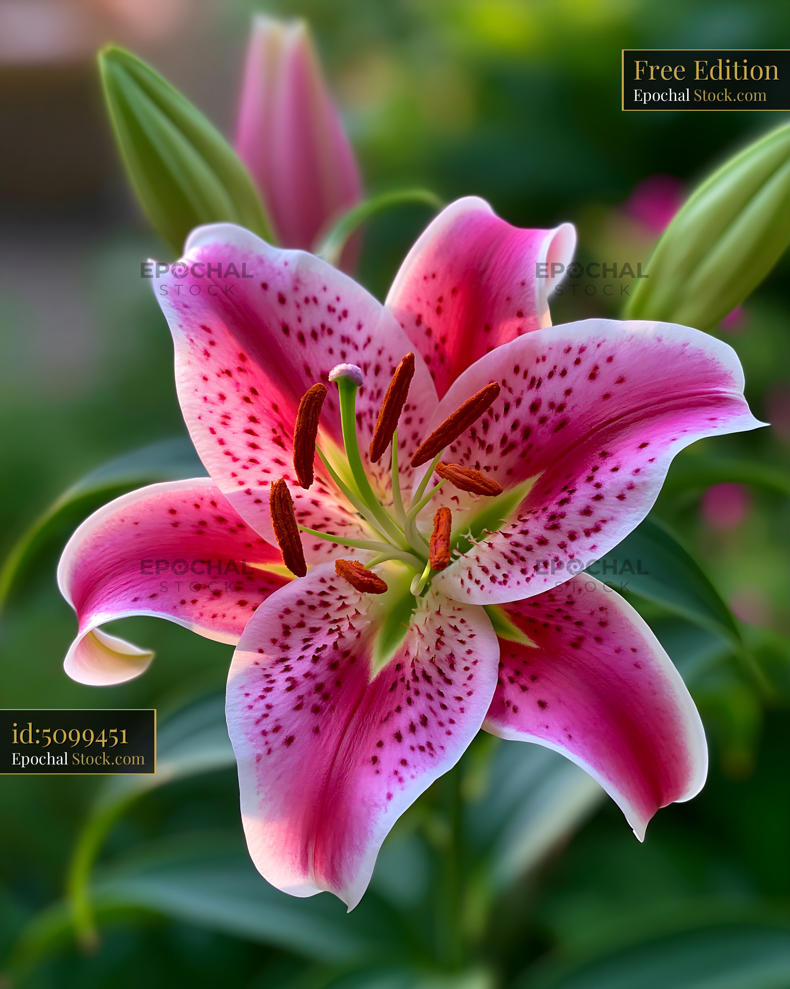Pink stargazer lily flower in full bloom with vibrant spots and pollen - stock photo