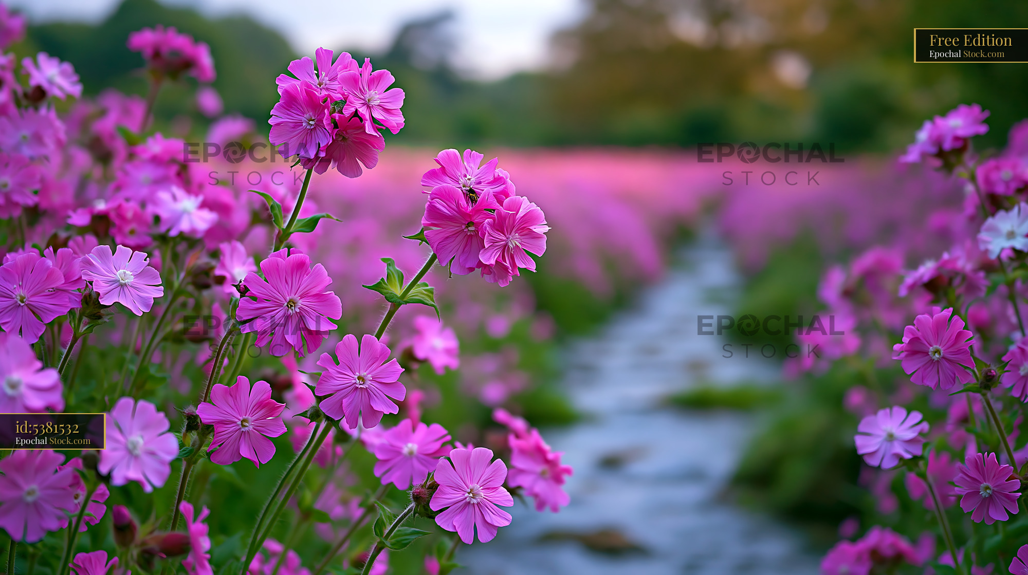 Vibrant pink flowers blooming in a bleuet field at sunset - stock photo