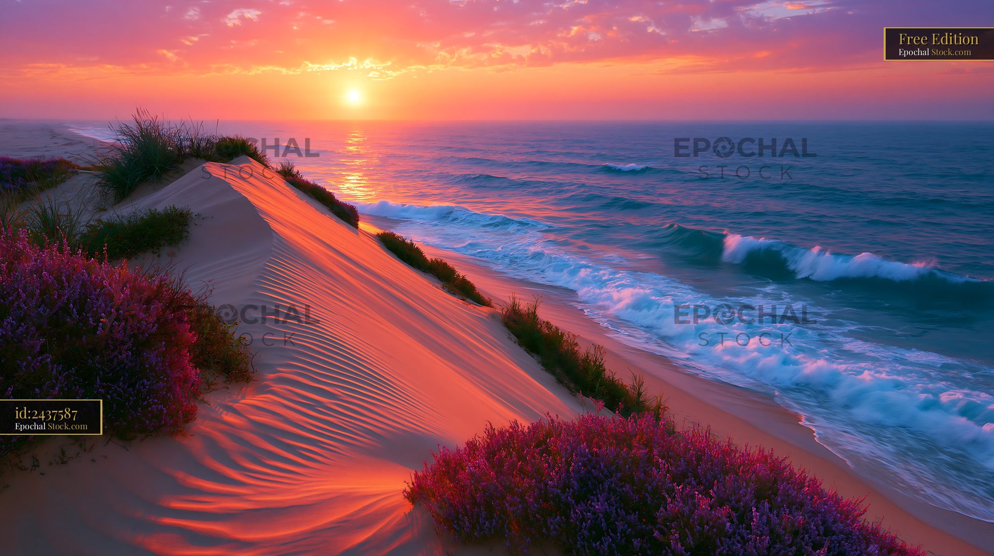 Coastal sand dune sunrise with purple flowers and ocean waves - stock photo