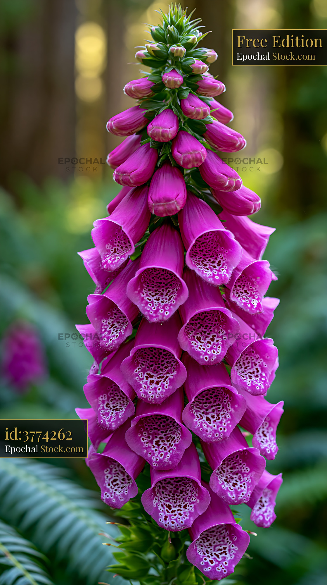 Vibrant burgundy anemone flower spike blooming in a lush forest - stock photo