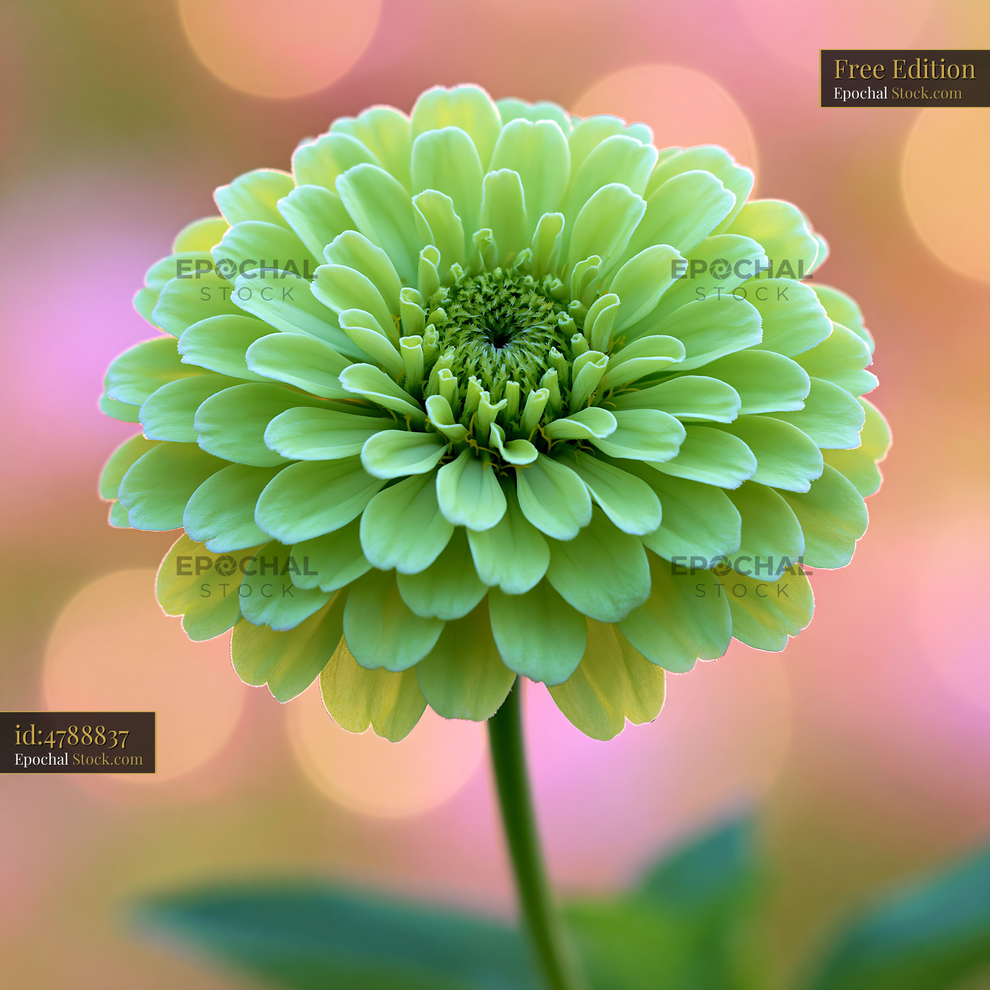 Lime green cafe au lait dahlia blooming against a soft bokeh backgroun - stock photo
