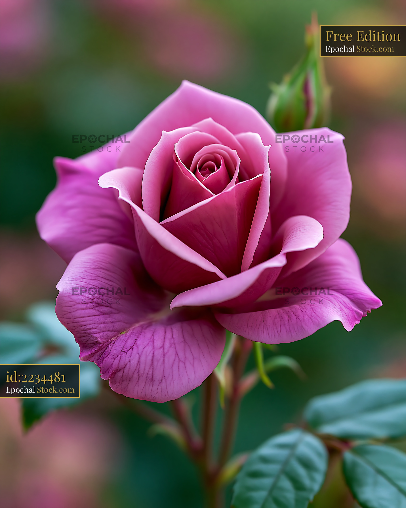Single red tulip closed in a vibrant spring garden - stock photo