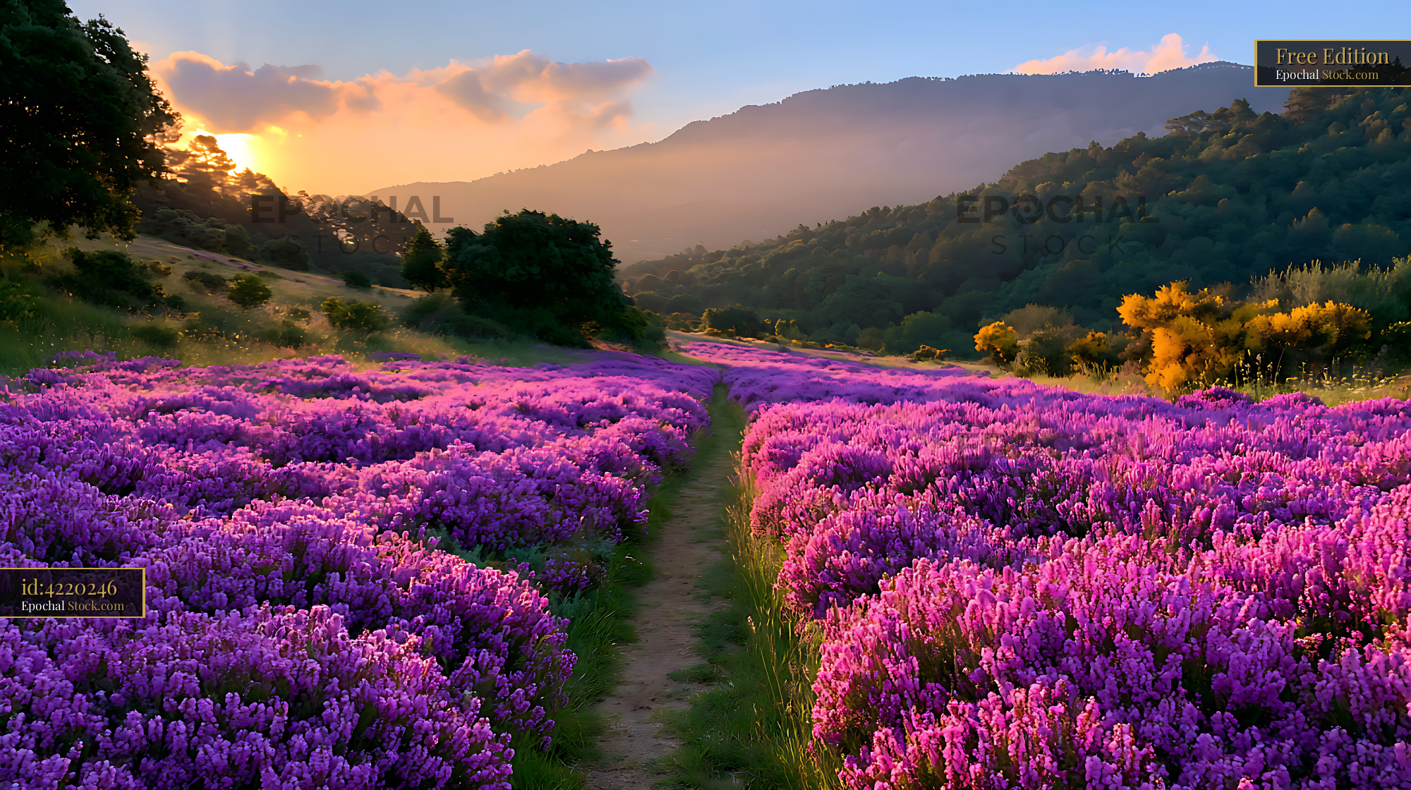 Purple catalan rosemary field and yellow broom at golden hour sunset - stock photo