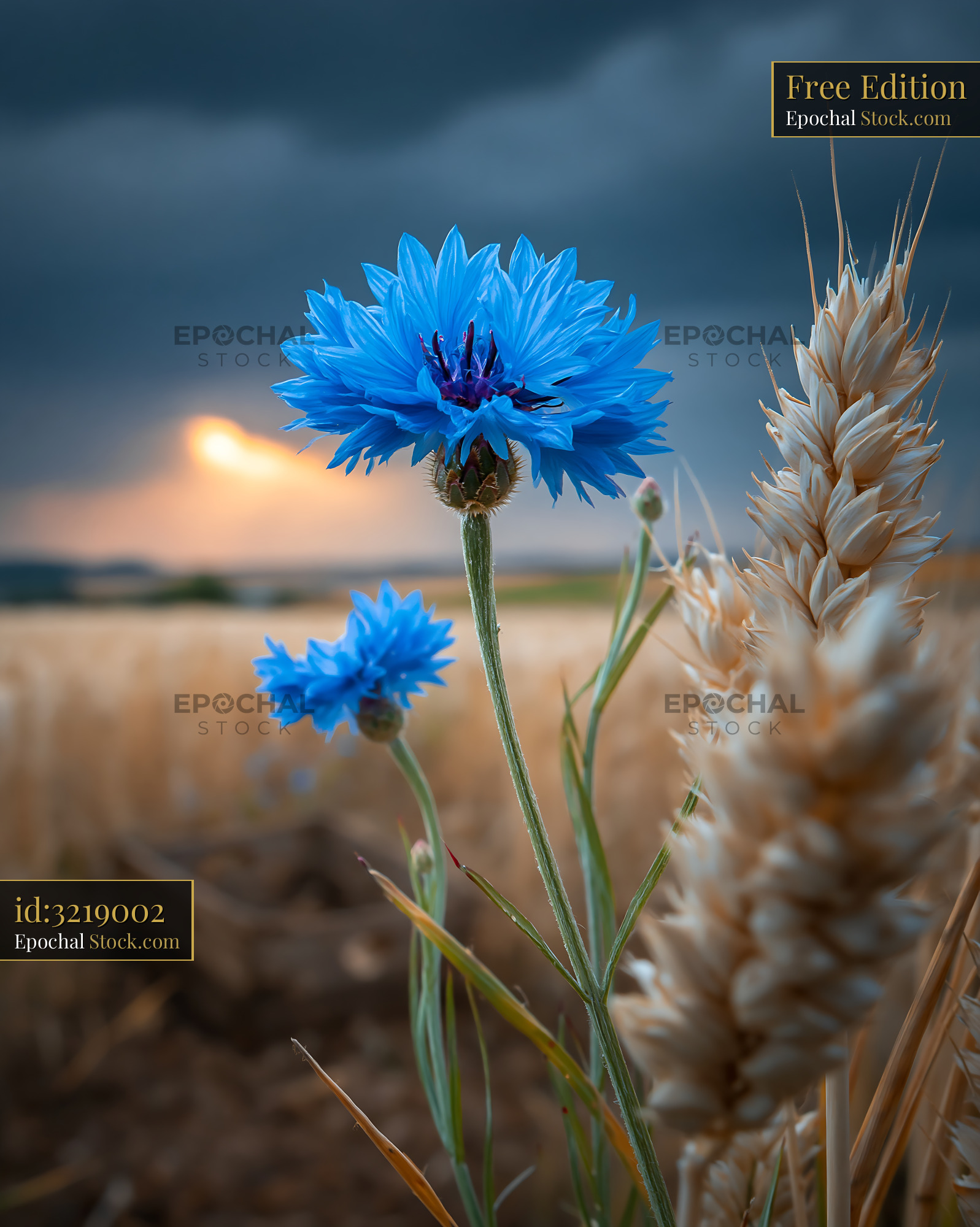 Blue cornflowers and golden wheat under a dramatic storm sky - stock photo