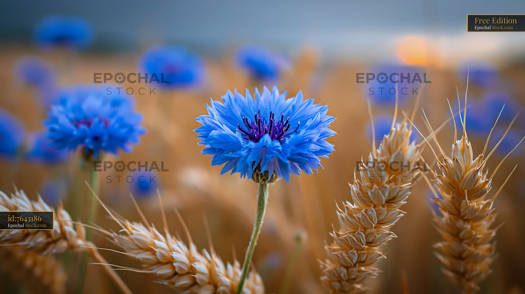 Blue cornflower blooming in a golden wheat field at sunset