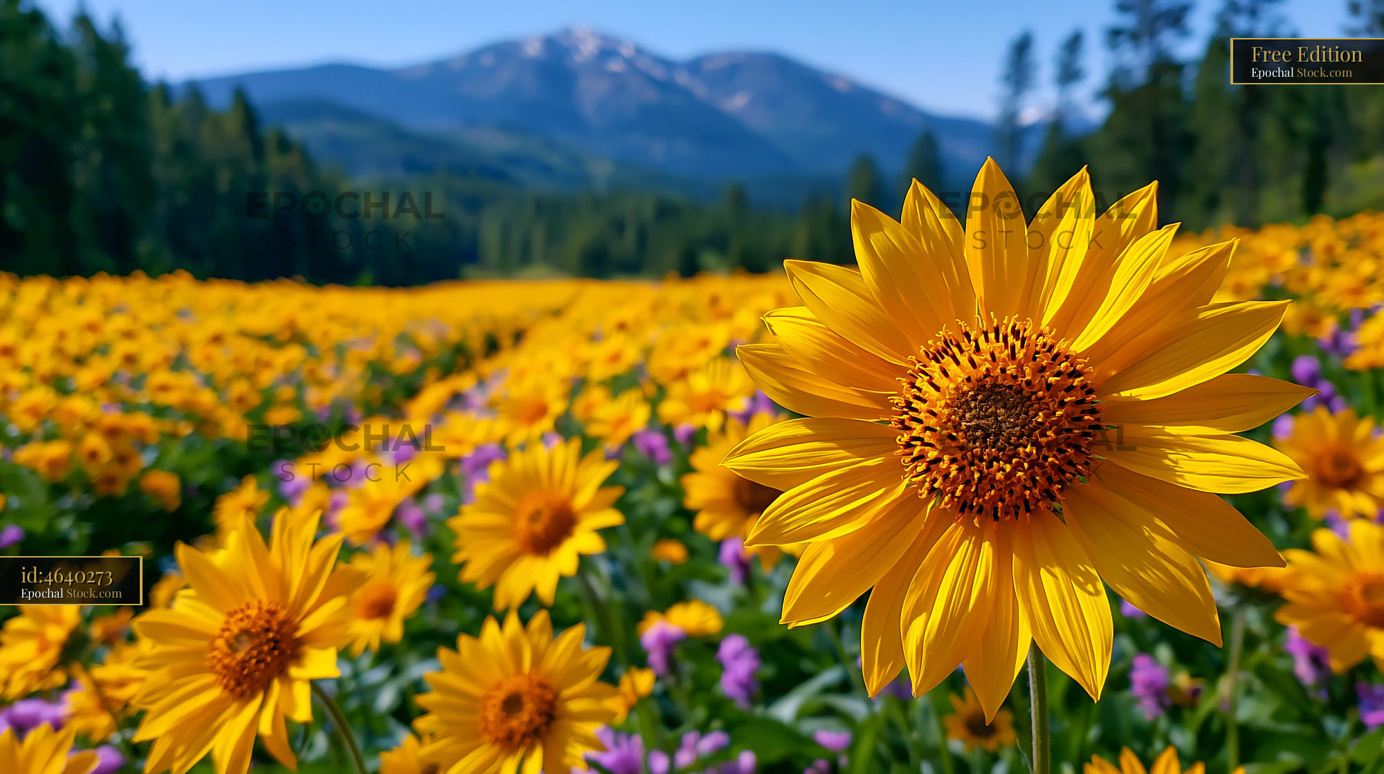 Vibrant yellow wildflowers blooming in a Wyoming mountain meadow - stock photo