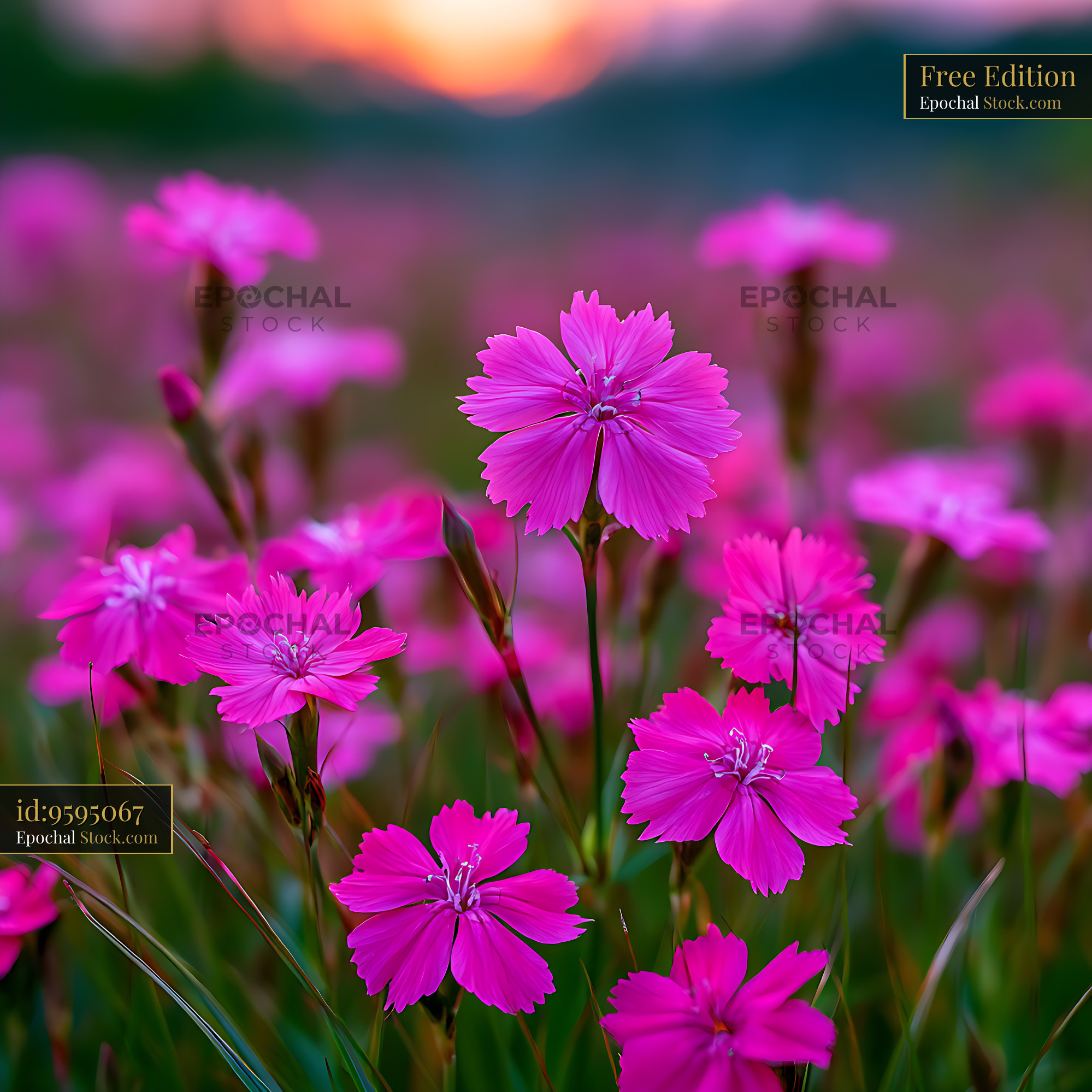 Pink wild dianthus carthusianorum blooming in a meadow at sunset - stock photo