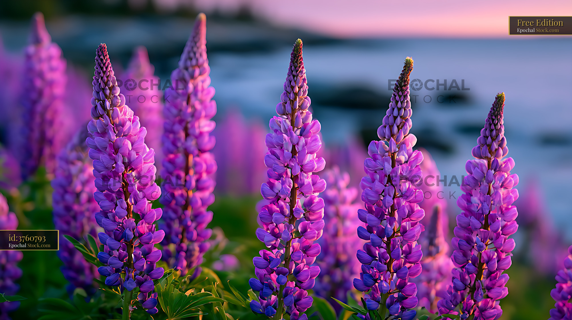 Vibrant purple lupine flowers blooming in a Maine coastal meadow - stock photo