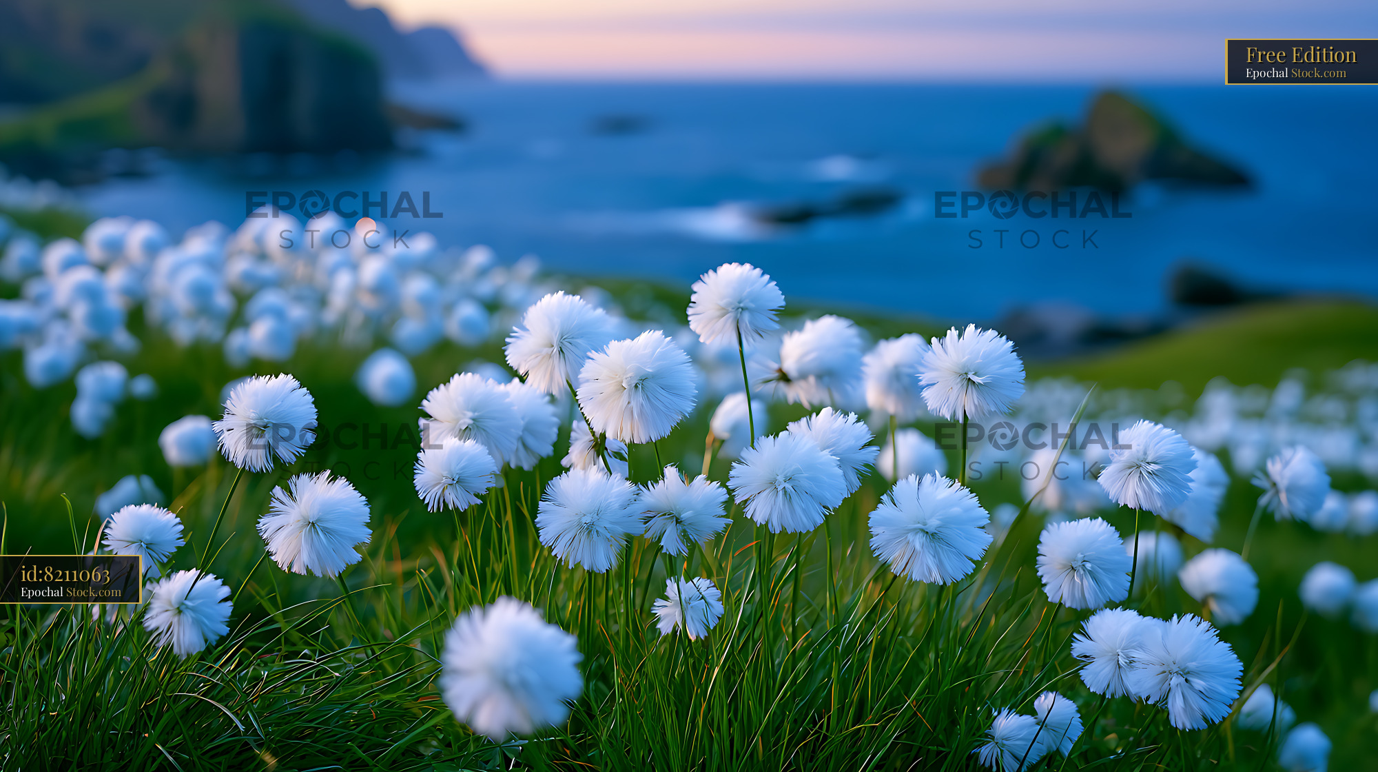 White faroese cottongrass blooming on a coastal cliff at dusk - stock photo