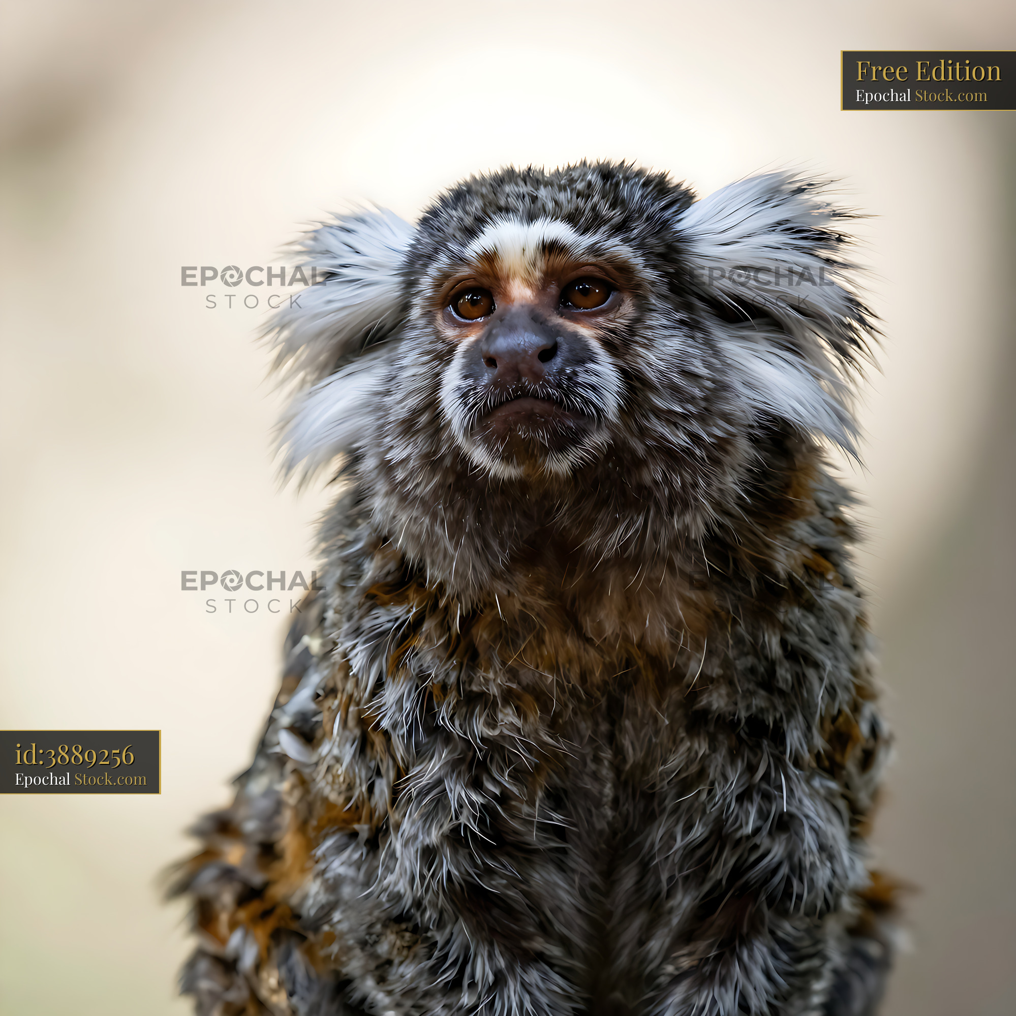 Common marmoset with white ear tufts looking up - stock photo