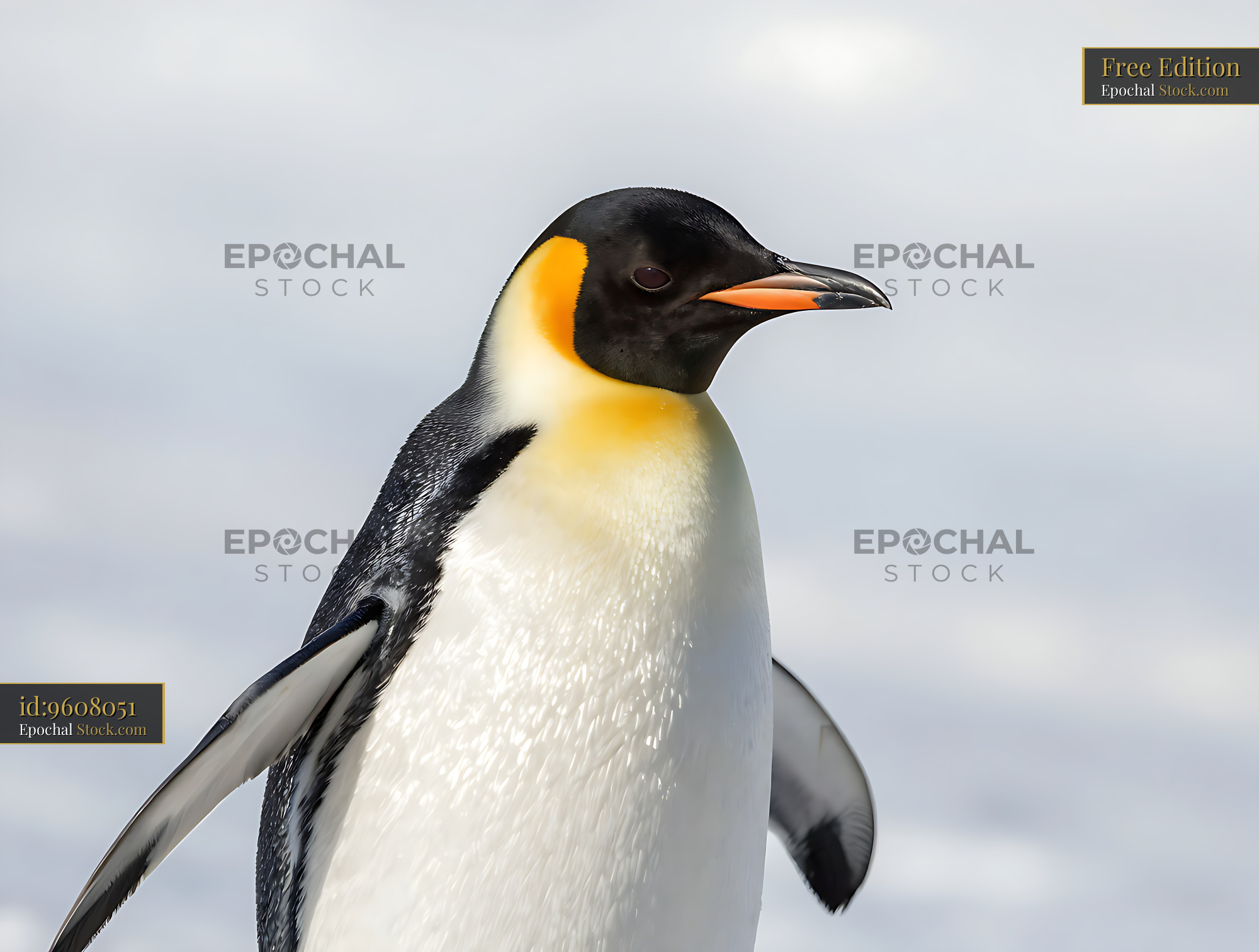 Yellow-eyed penguin standing in a bright snowy landscape - stock photo