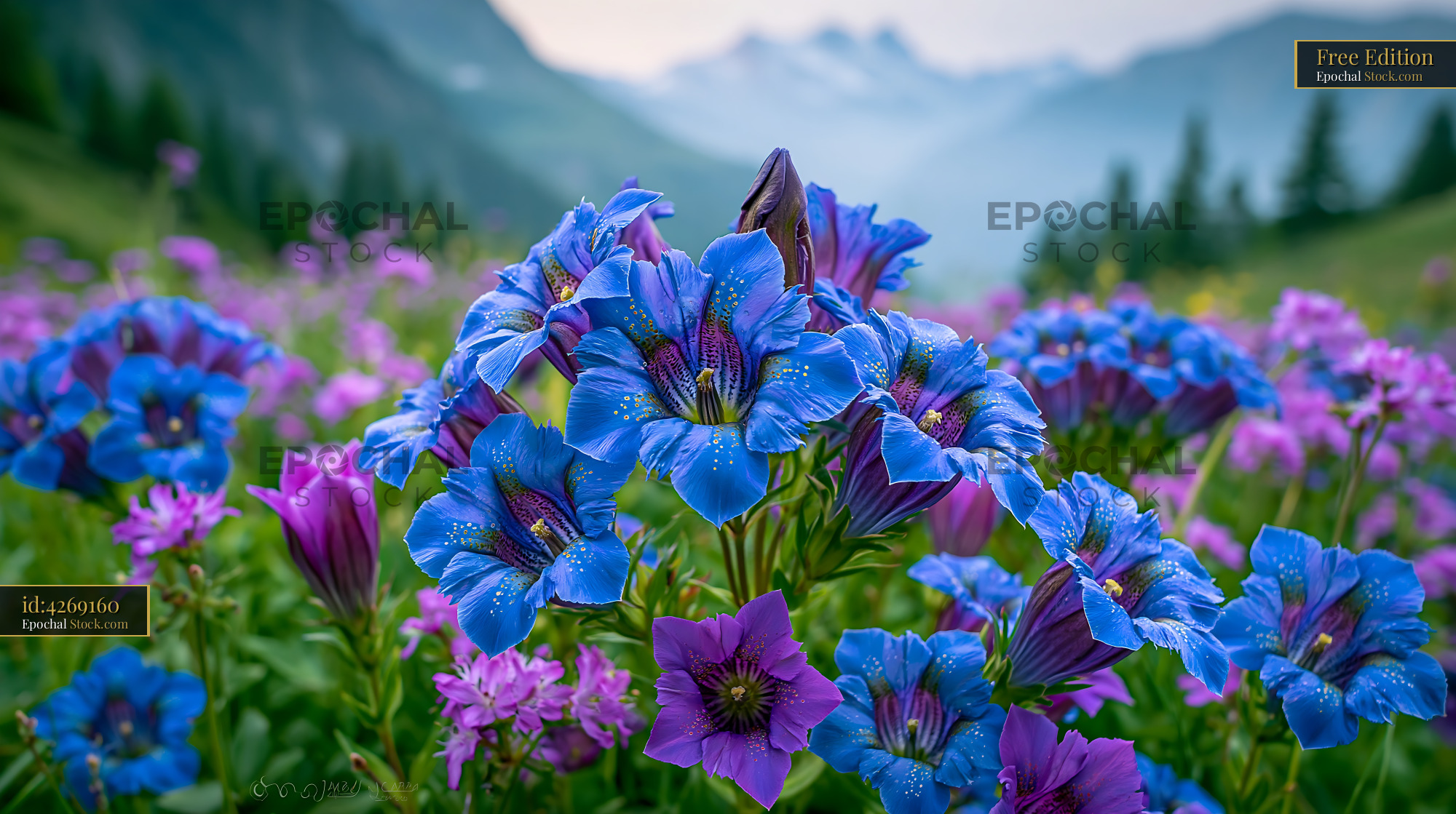 Vibrant picos narcissus blooming in a lush alpine meadow - stock photo