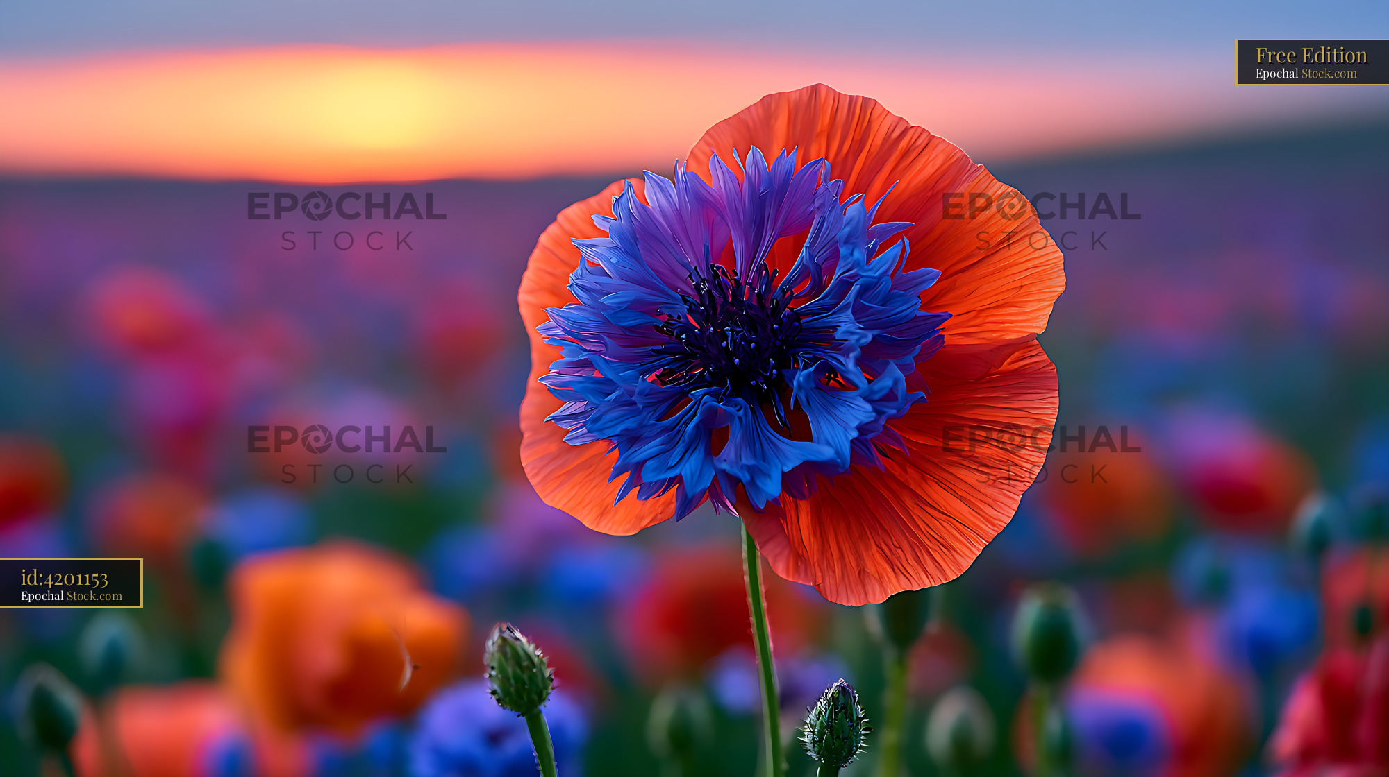 Hybrid cornflower and poppy blooming in a summer field at sunset - stock photo