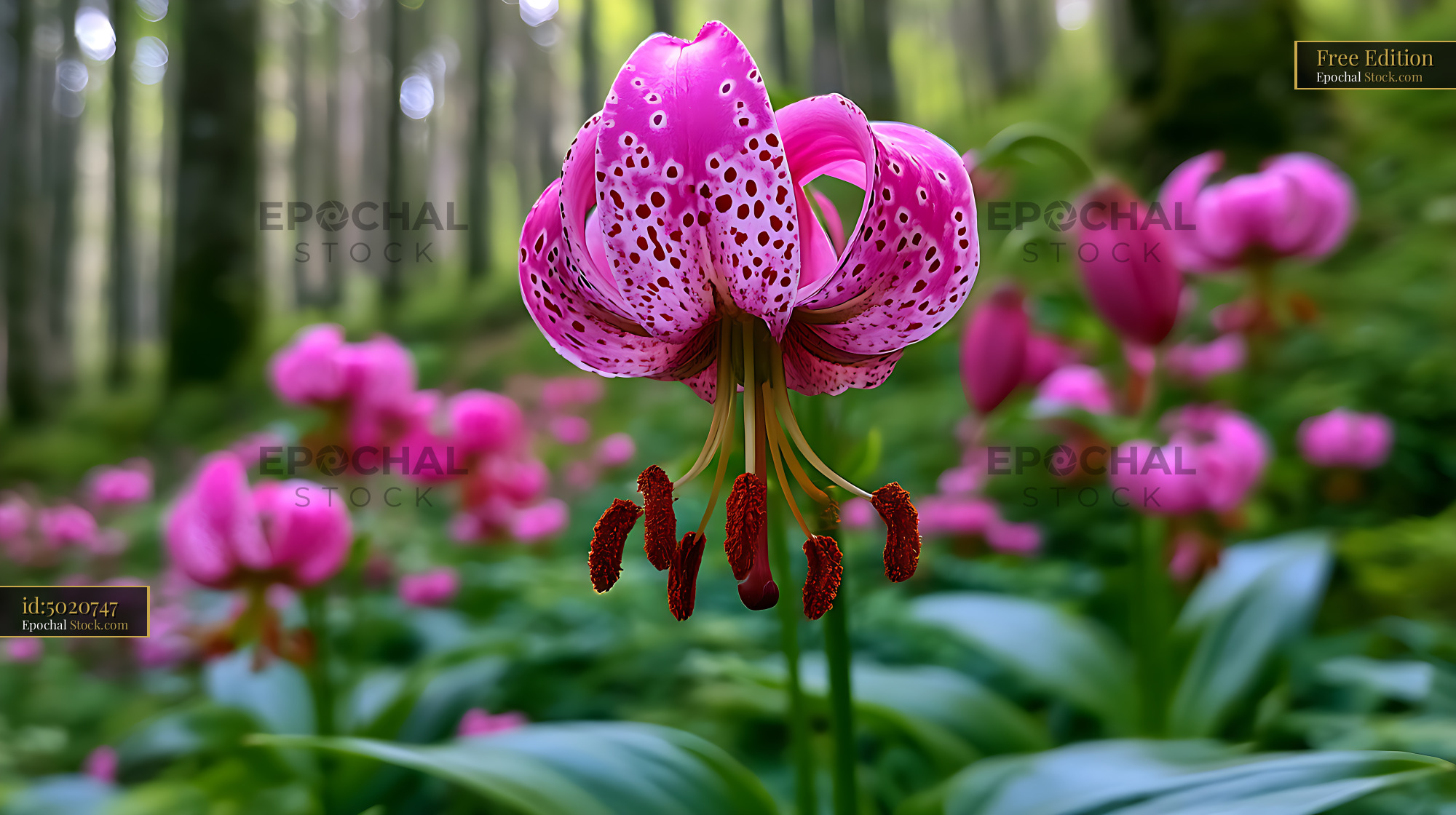 Vibrant pink martagon lily blooming in a lush green forest - stock photo