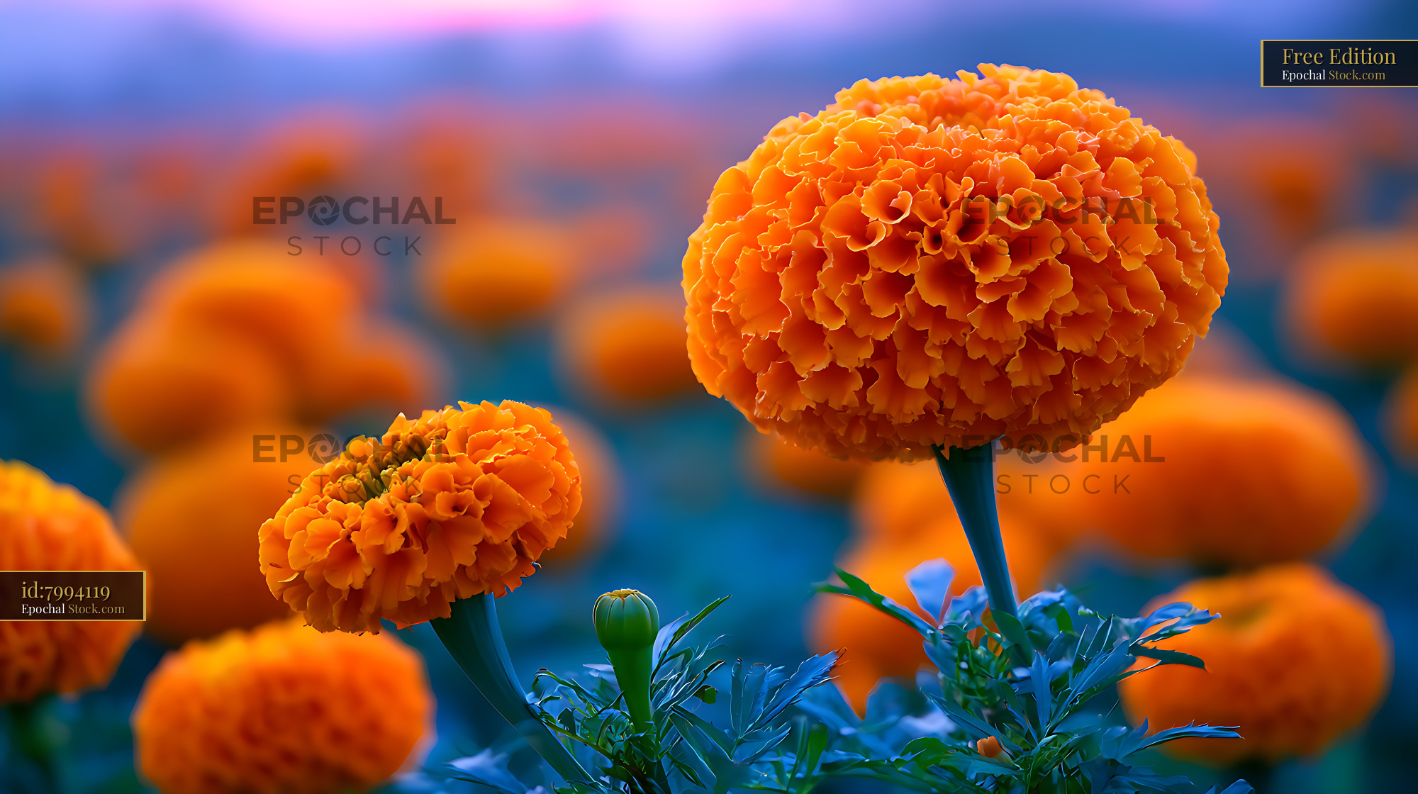Vibrant orange mexican cempasuchil marigold blooming in a field - stock photo