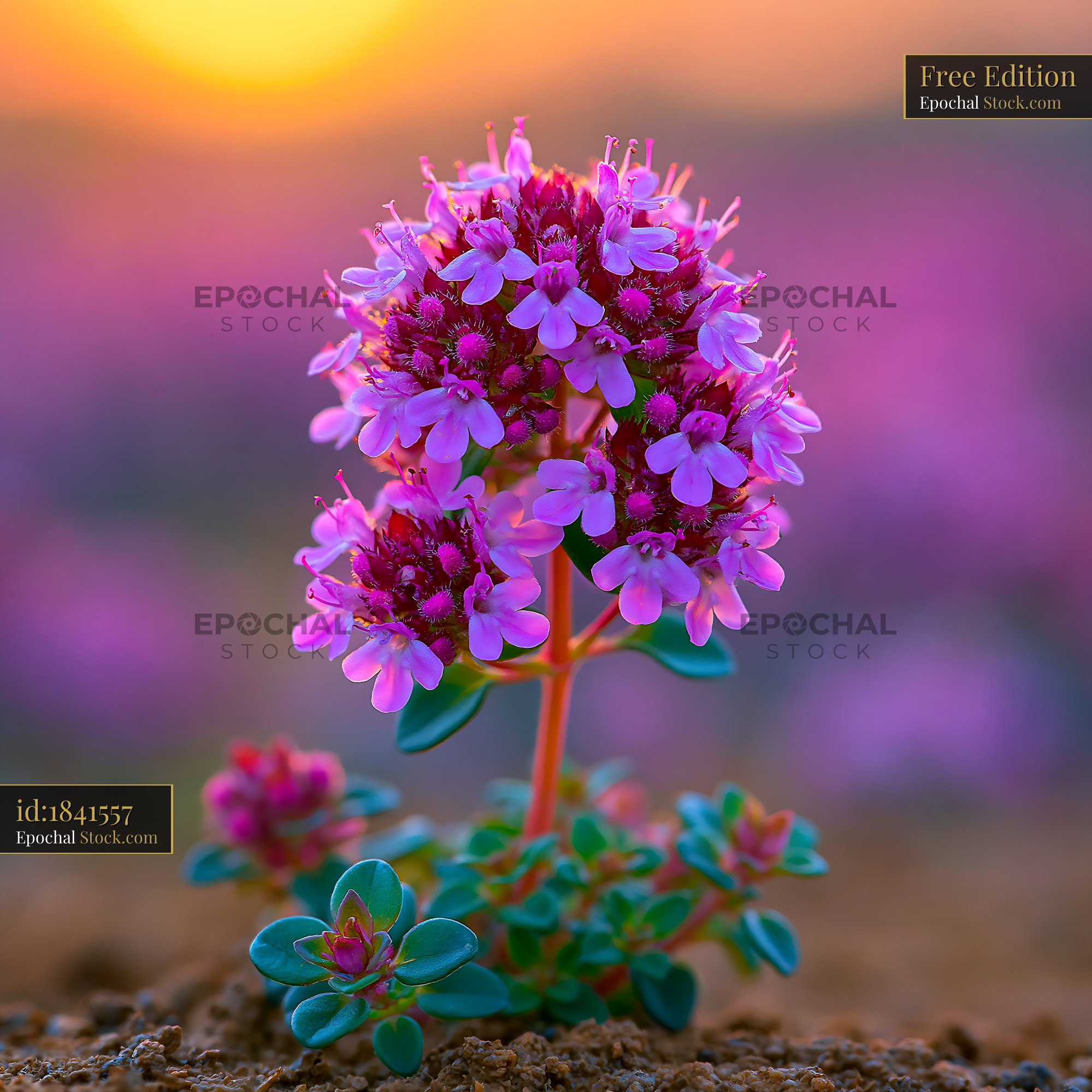 Vibrant chamomile portrait glowing under the warm golden hour sun - stock photo