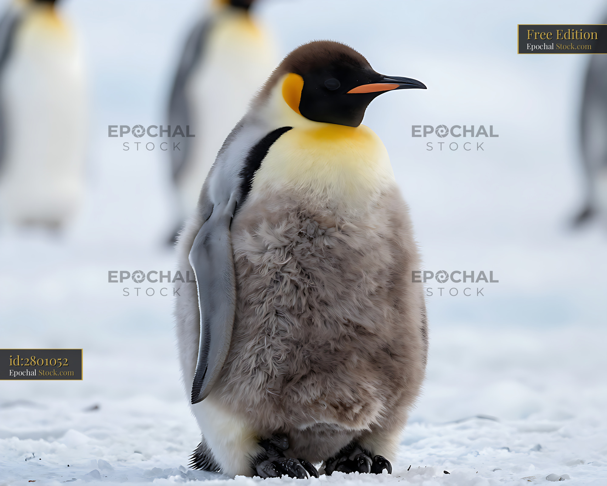 King penguin chick molting its fluffy brown feathers on the snow - stock photo