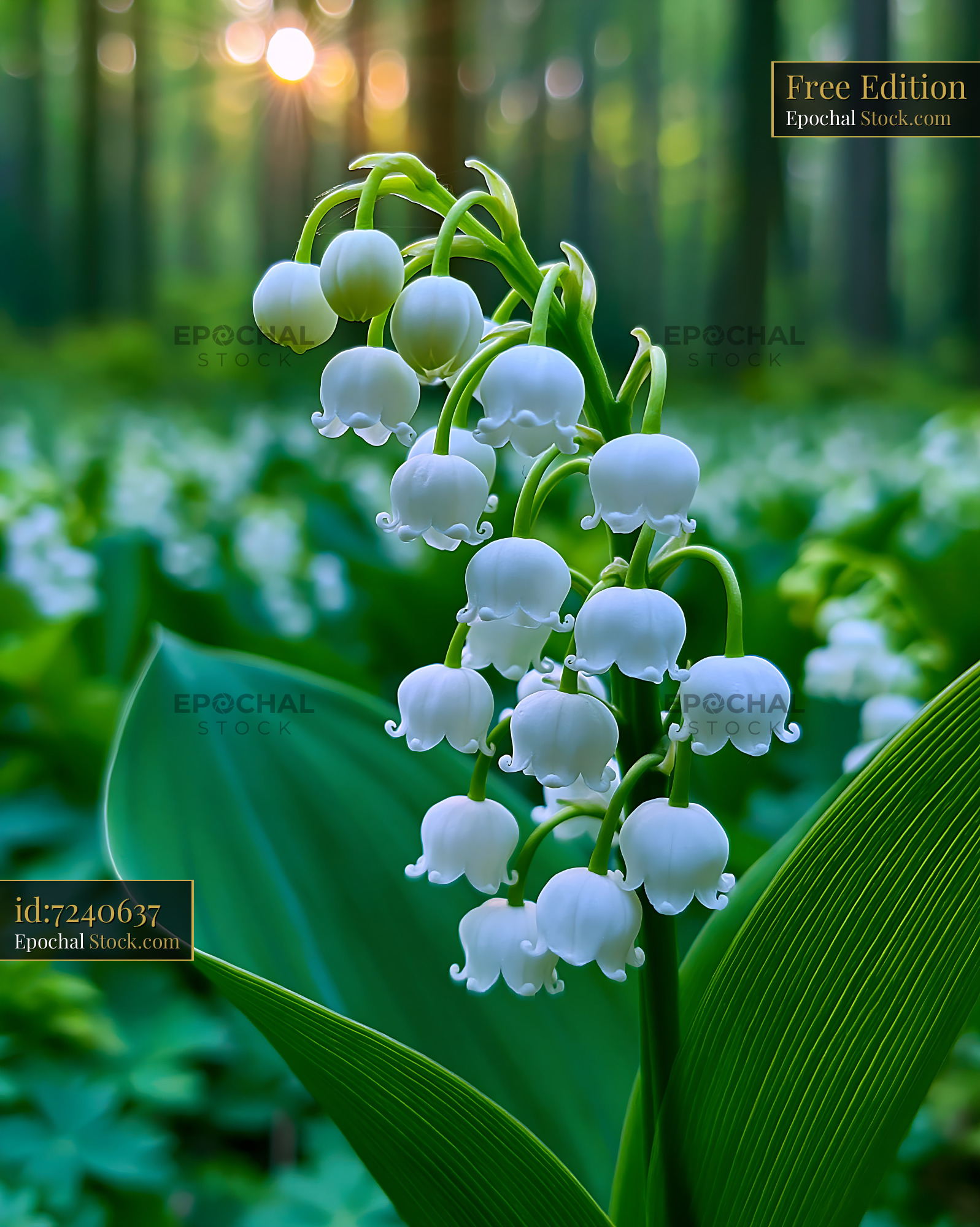 Snapdragon spire blooming in a sunlit forest during golden hour - stock photo