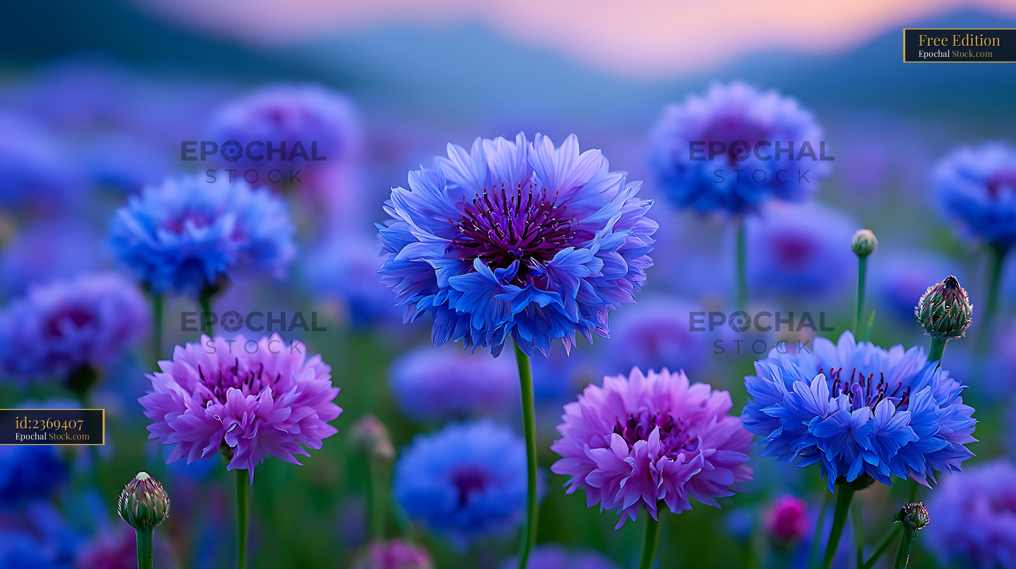 Field of blue cornflowers blooming at dusk with soft bokeh - stock photo