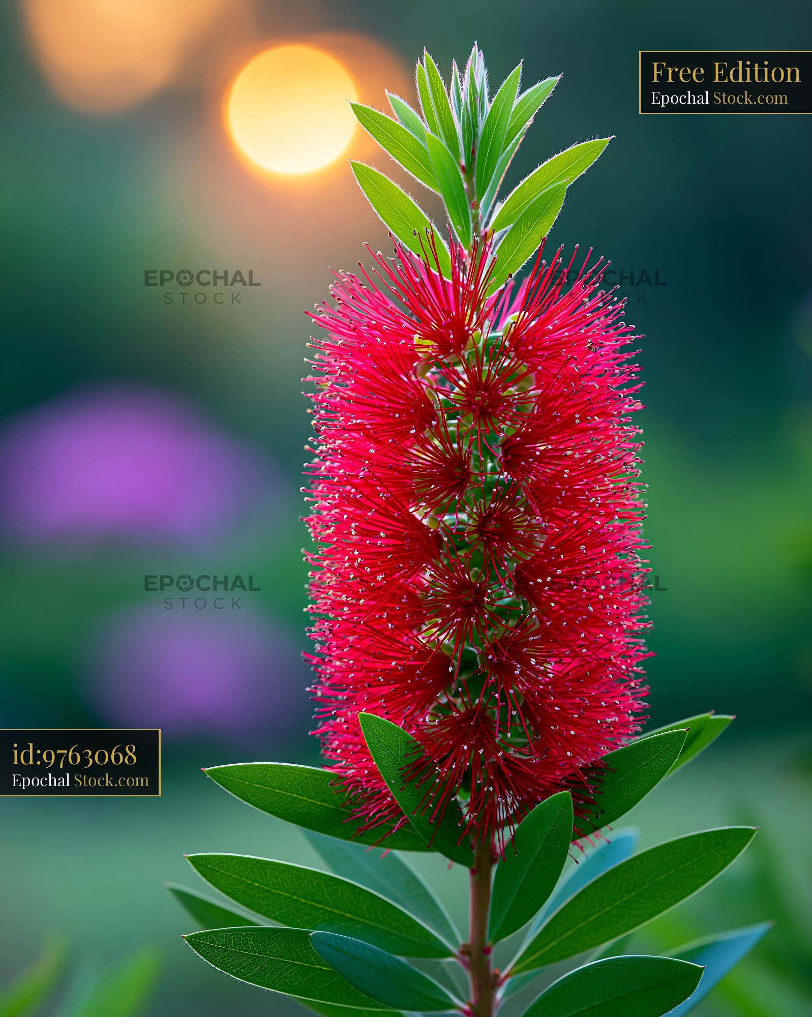 Red torch ginger flower blooming in a tropical garden at sunset - stock photo