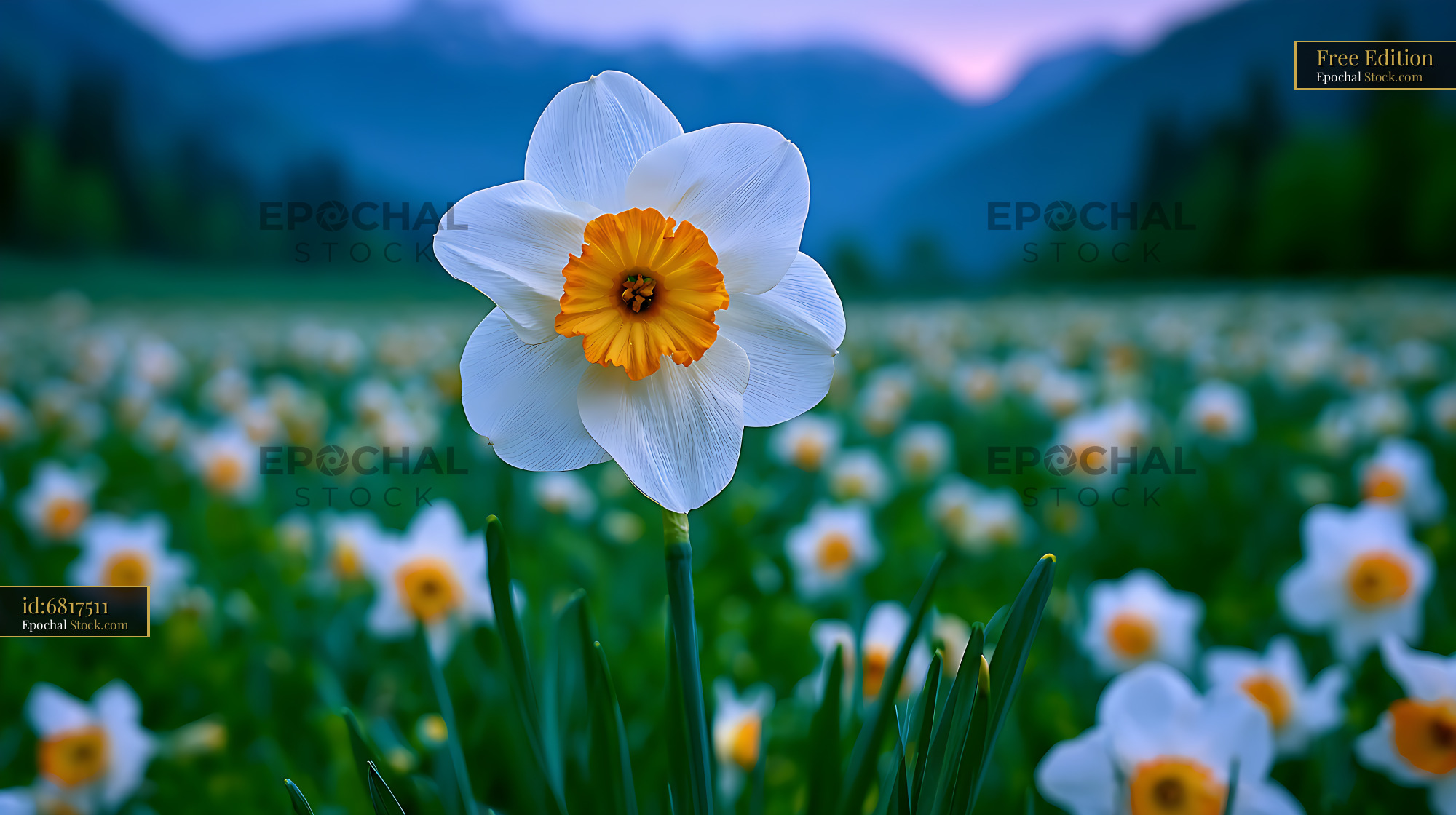 Single white narcissus flower in an apennine narcissus field at dawn - stock photo