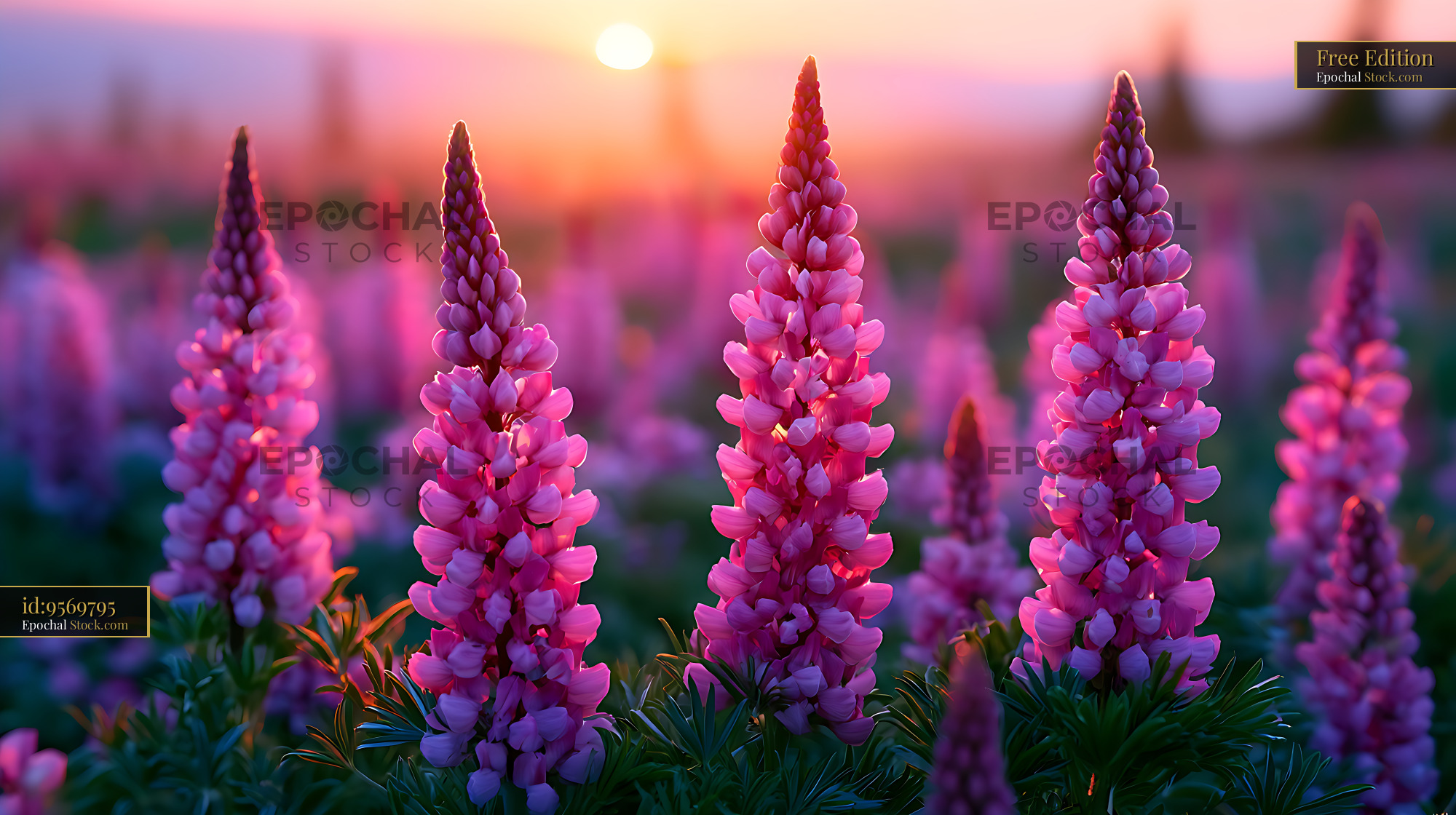 Vibrant pink lupines blooming in the Patagonian pampas at sunset - stock photo