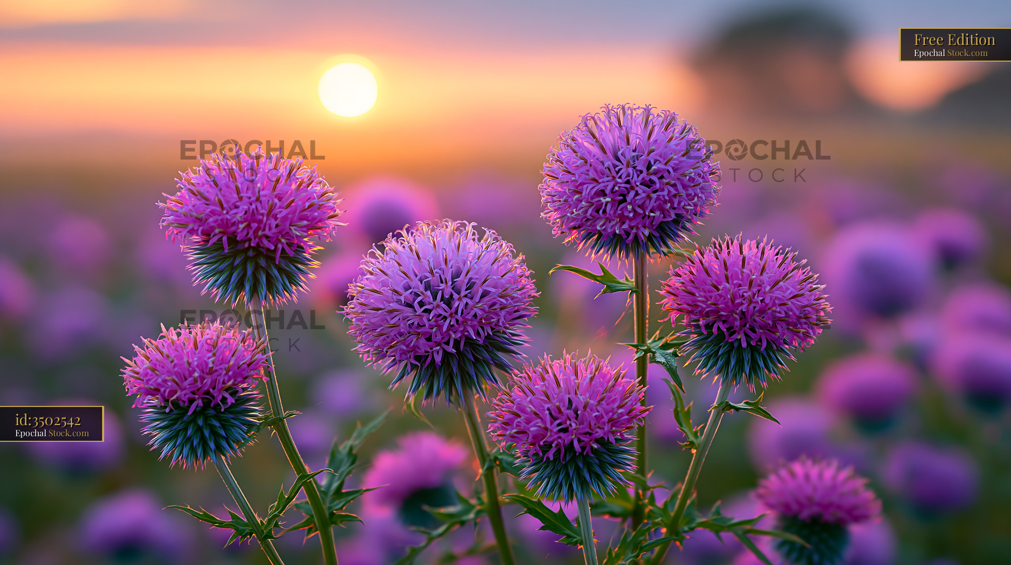 Vibrant purple flowers blooming in a Welsh foxglove glade at sunset - stock photo