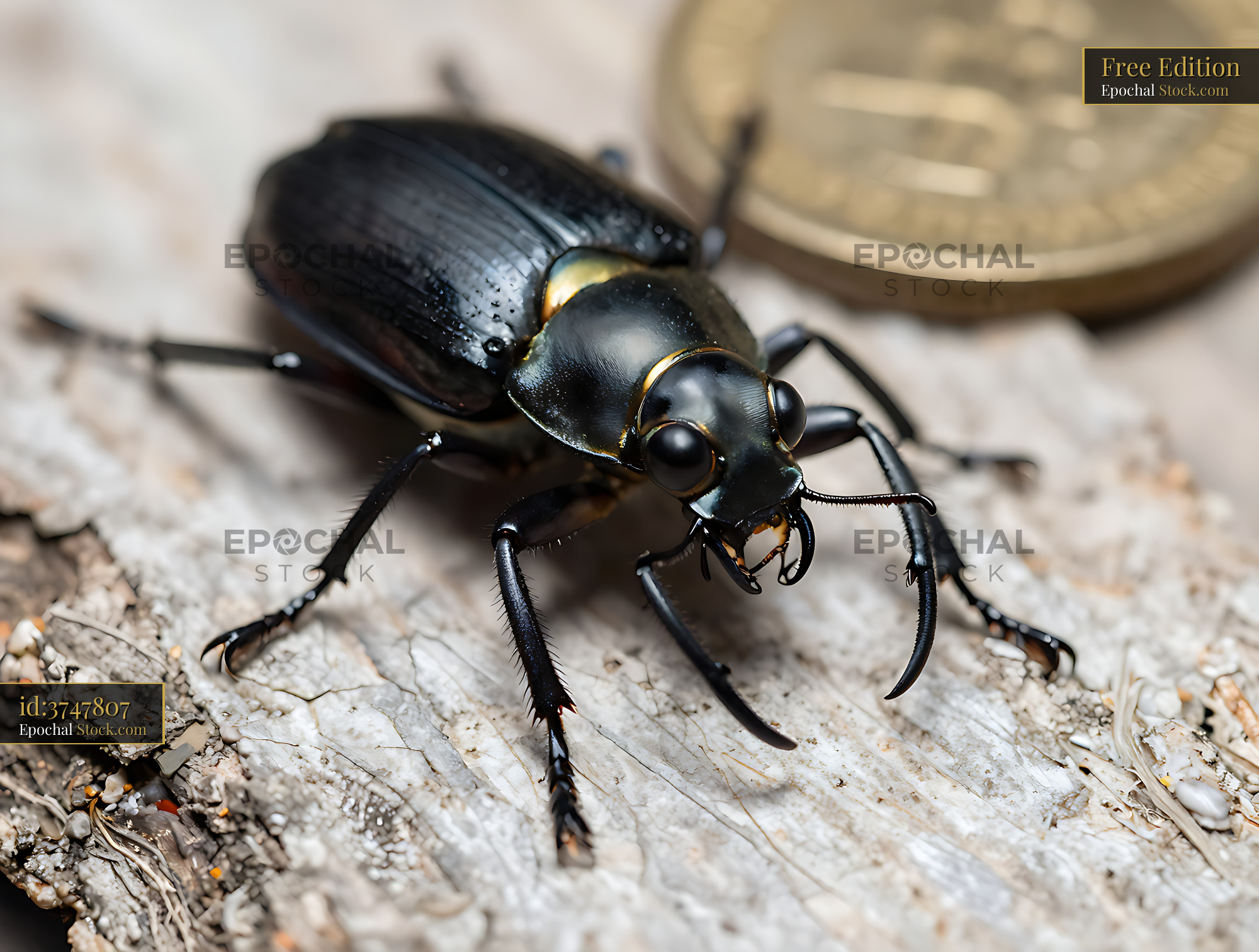 Manticora tiger beetle on textured bark with coin for scale