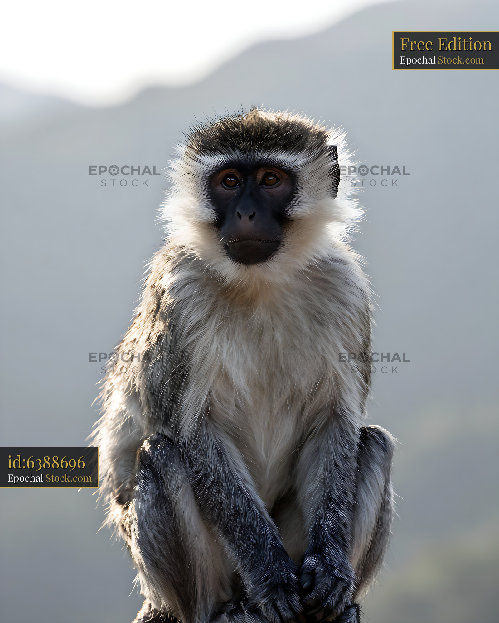 Vervet monkey looking at camera with soft backlighting in nature - stock photo