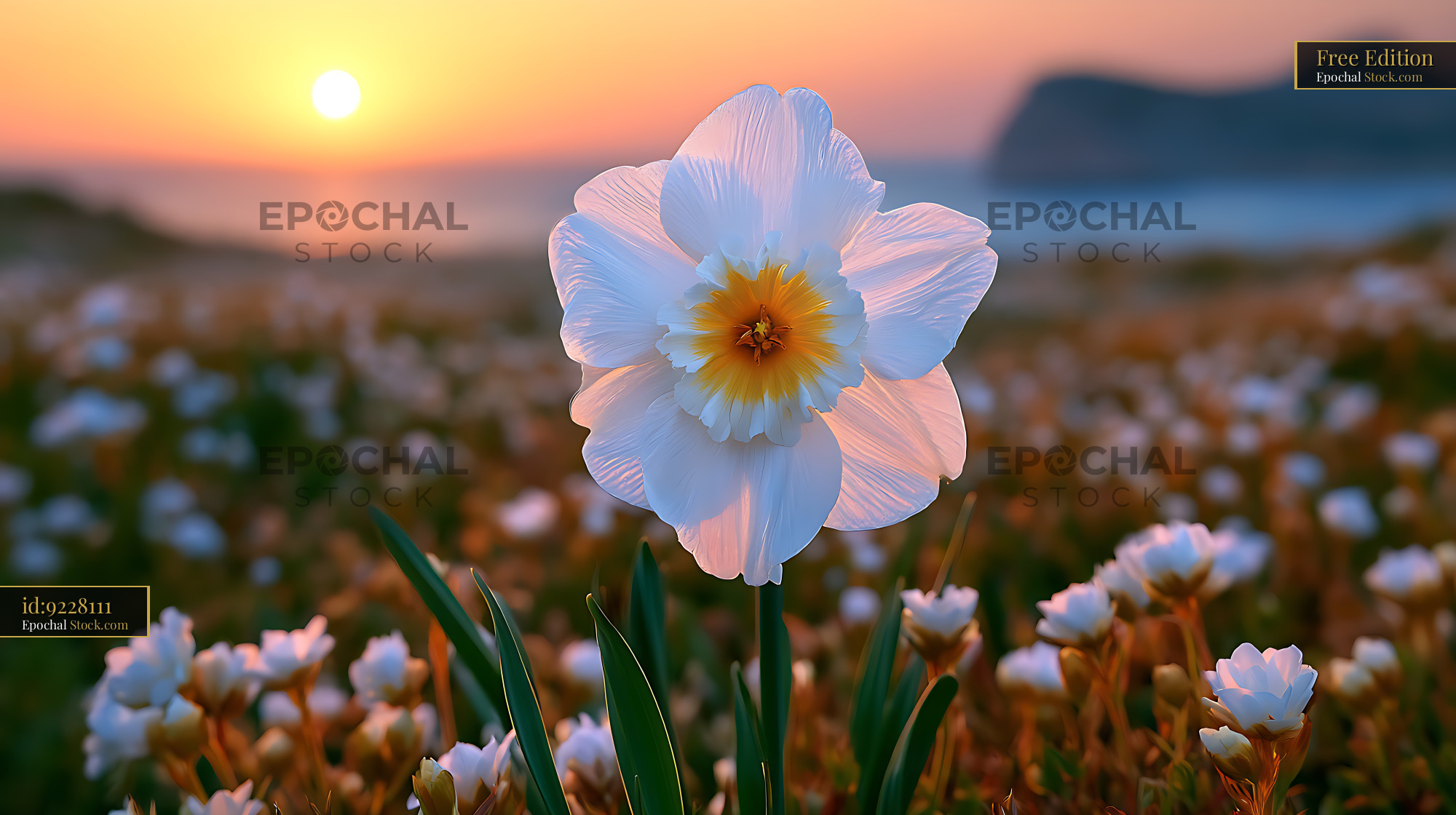 Cretan sea daffodil blooming on a coastal dune at sunset - stock photo