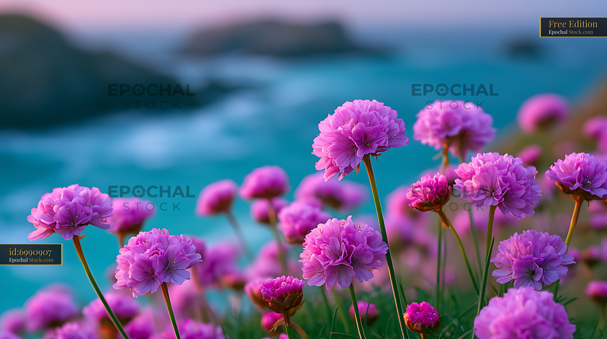 Pink thrift flowers blooming on a Welsh cliff overlooking the sea - stock photo
