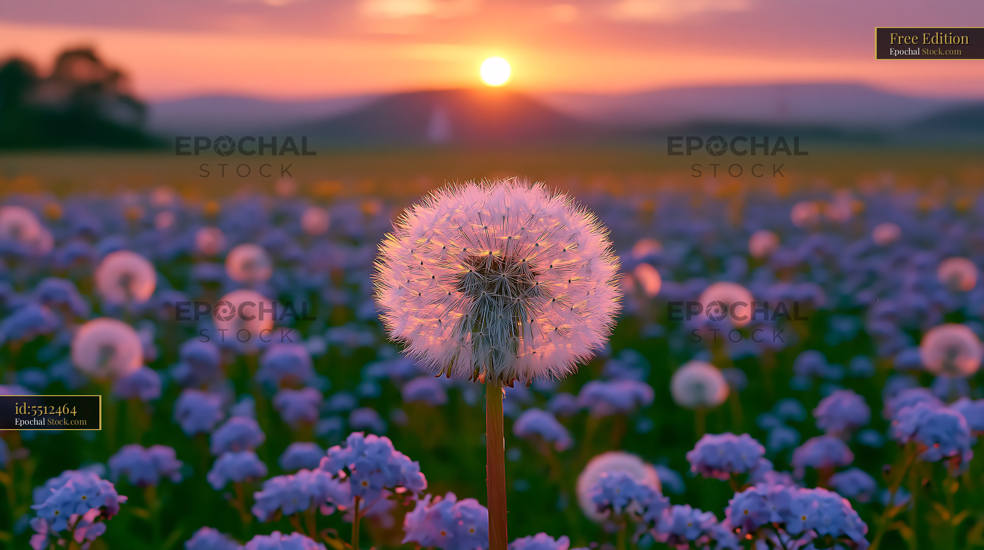 Dandelion seed head glowing in the sunset over an alpine meadow - stock photo