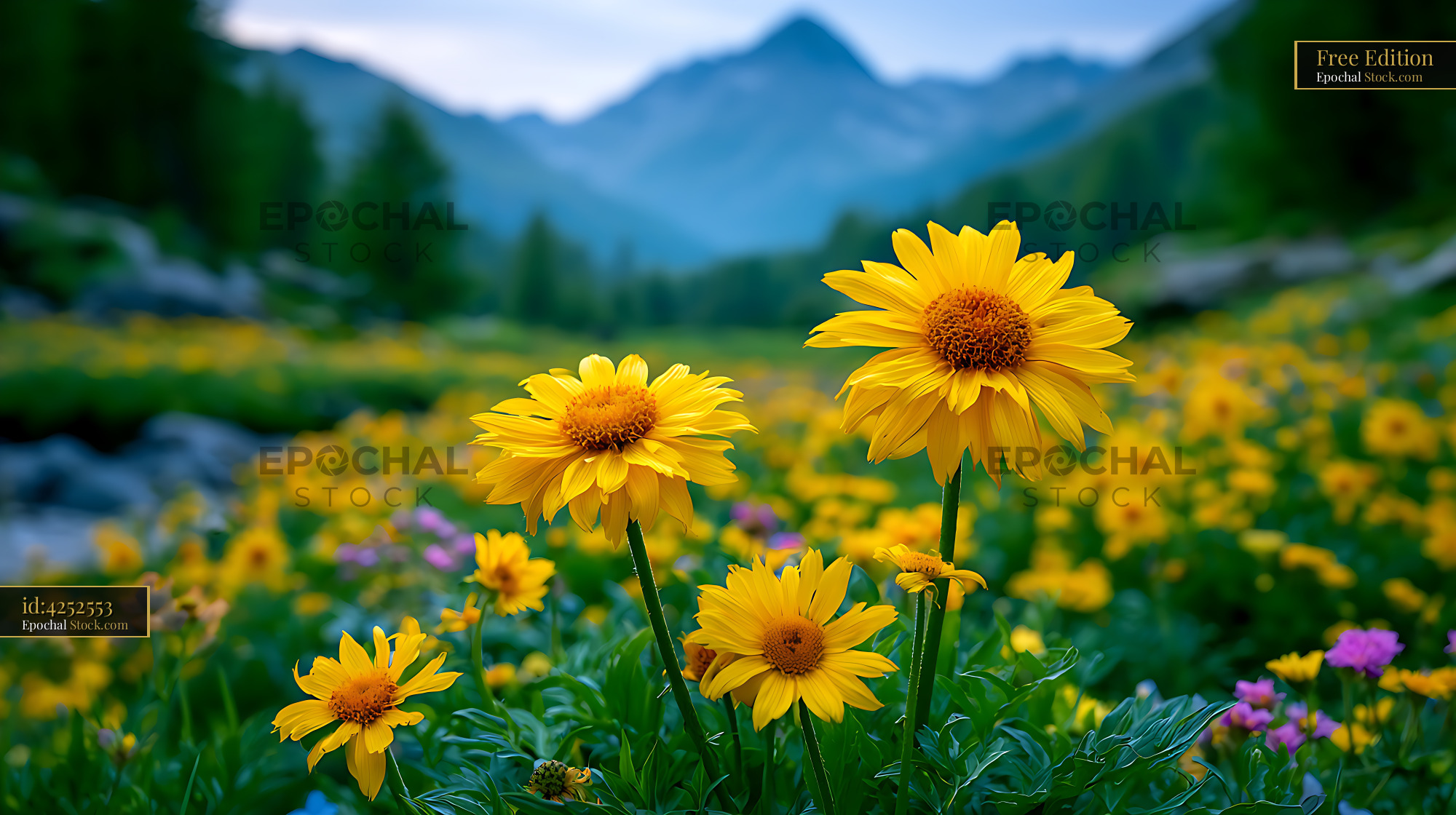 Yellow arnica wildflowers blooming in Gran Paradiso mountain meadow - stock photo
