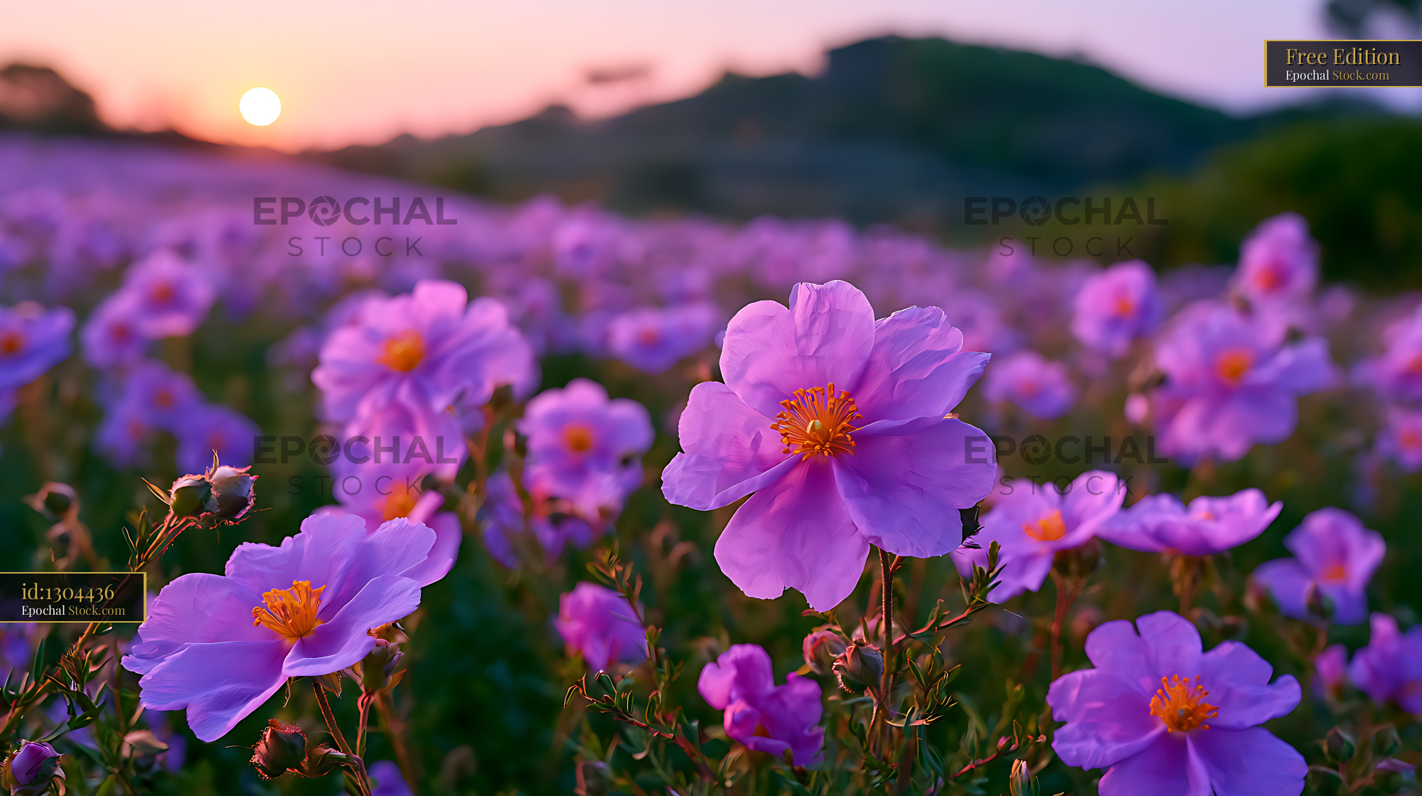 Purple Iberian rockrose blooming on a lavender hill at sunset - stock photo