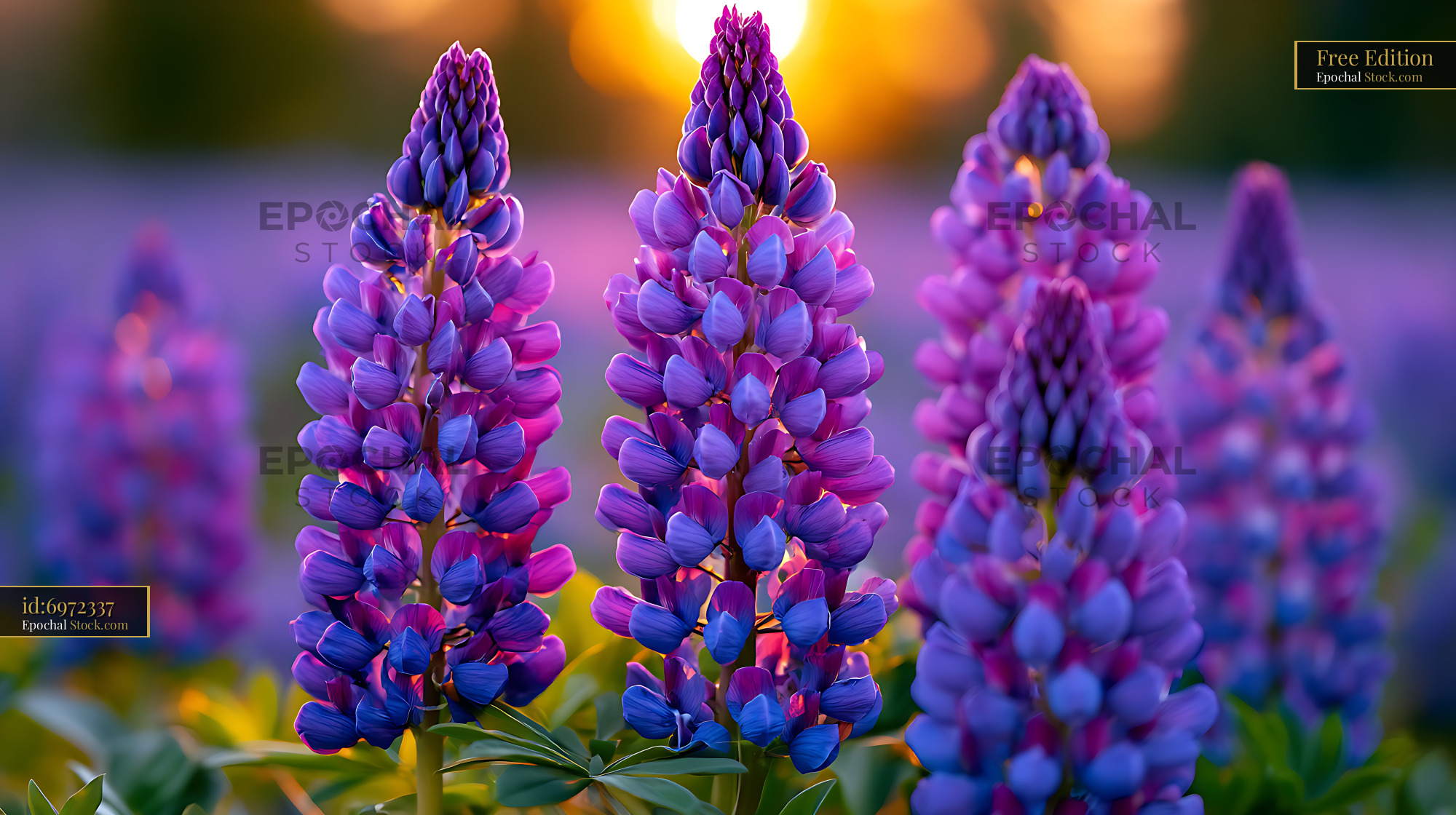 Purple lupin flowers blooming in a meadow during sunset golden hour - stock photo