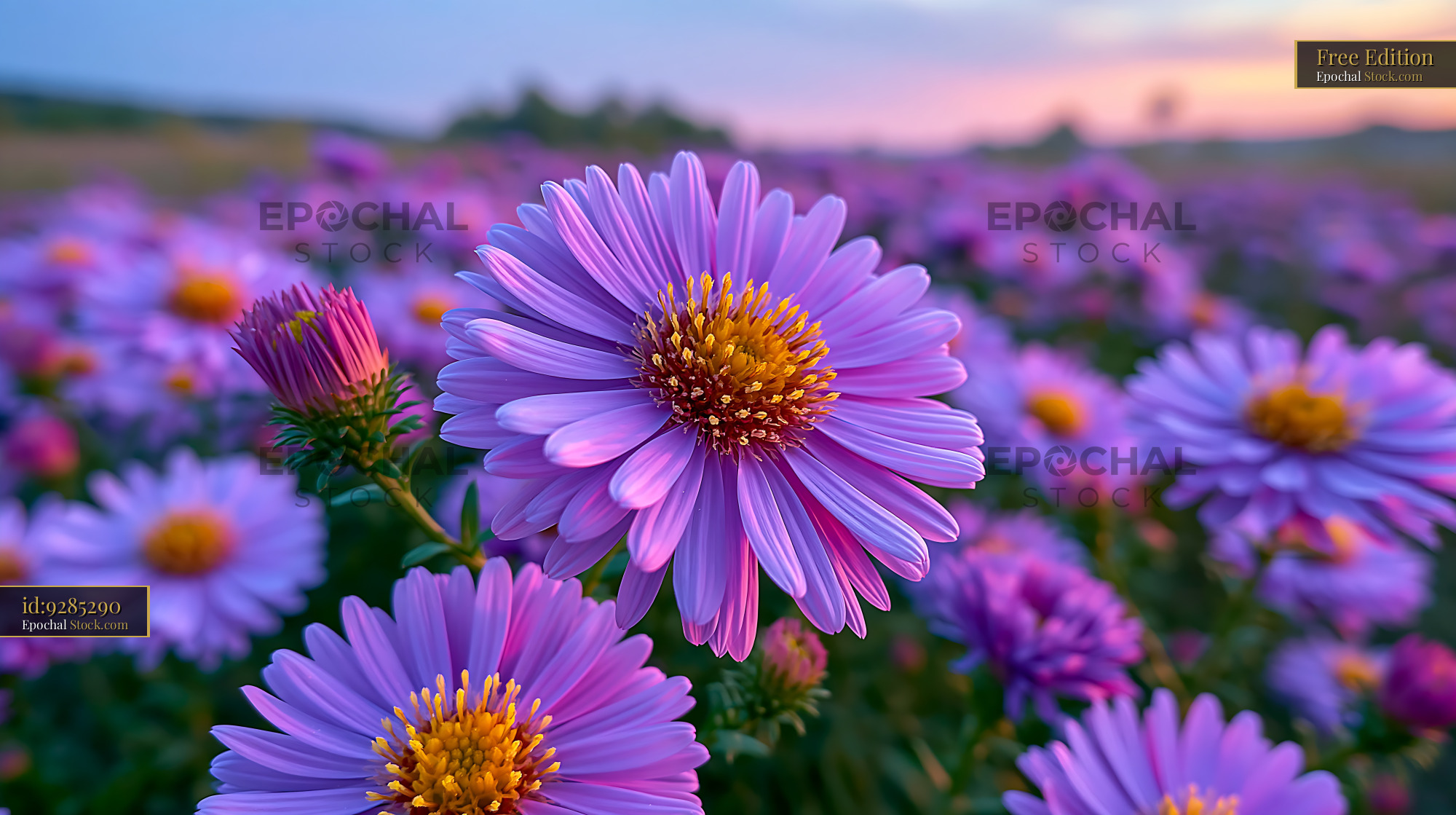 Purple adriatic salvia blooming on a hillside at sunset - stock photo