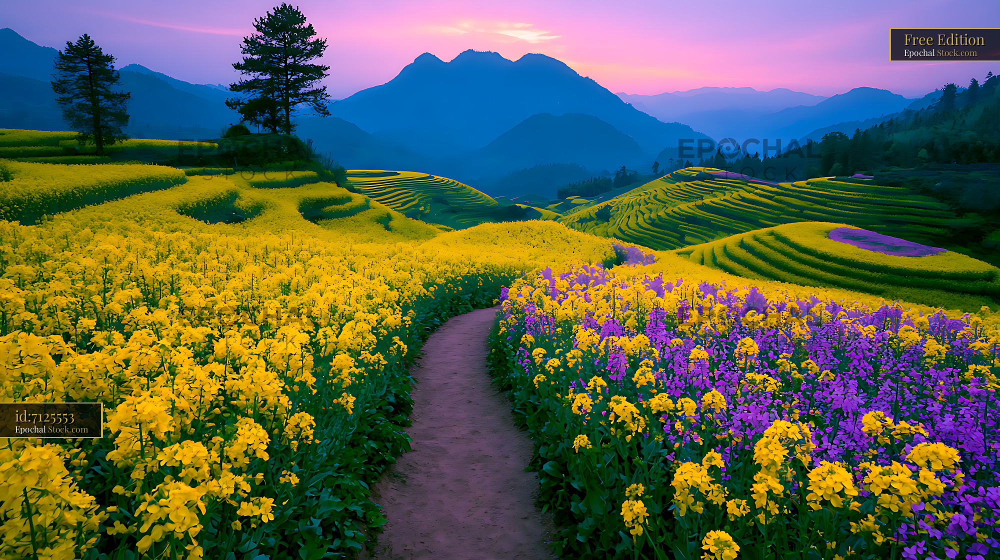 Vibrant yellow rapeseed terraced fields in Luoping at sunset - stock photo