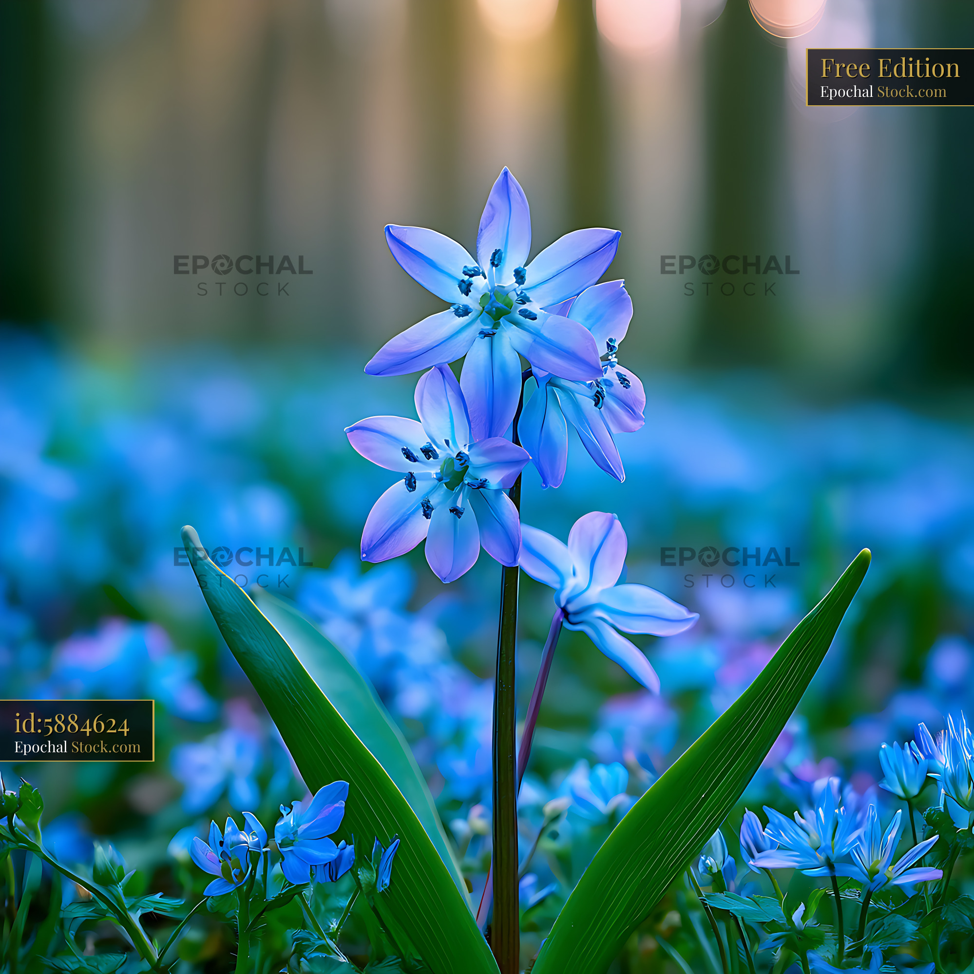 Wild scilla blue spring flowers blooming in a sunlit forest - stock photo