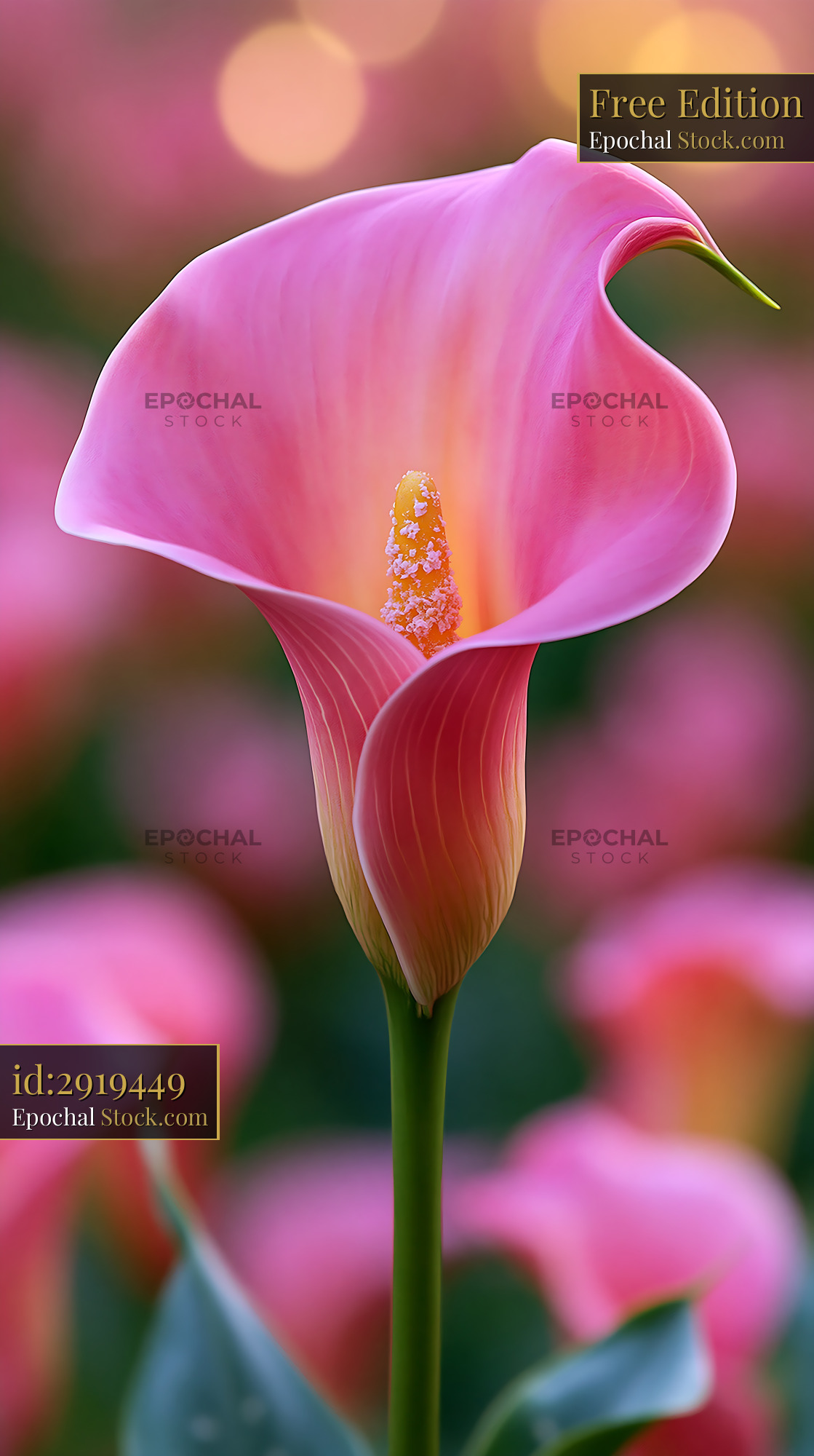 Vibrant pink calla lily flower blooming in a soft garden setting - stock photo
