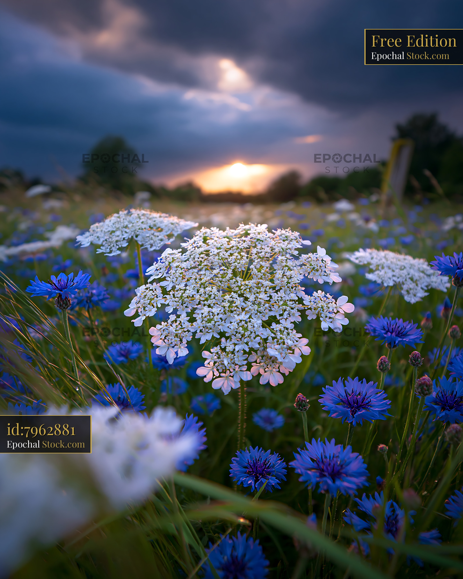 White cow parsley and blue cornflowers in a summer meadow at sunset