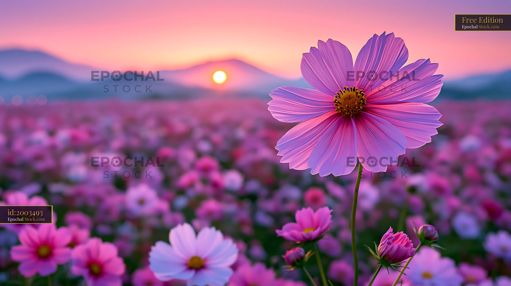 Pink cosmos flowers blooming in Atacama desierto florido at sunset - stock photo