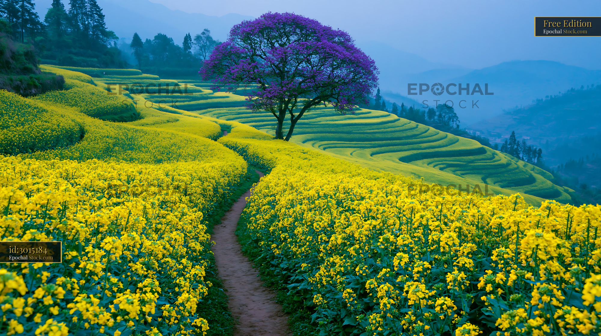 Vibrant purple tree in yellow rapeseed terraces at misty dawn - stock photo